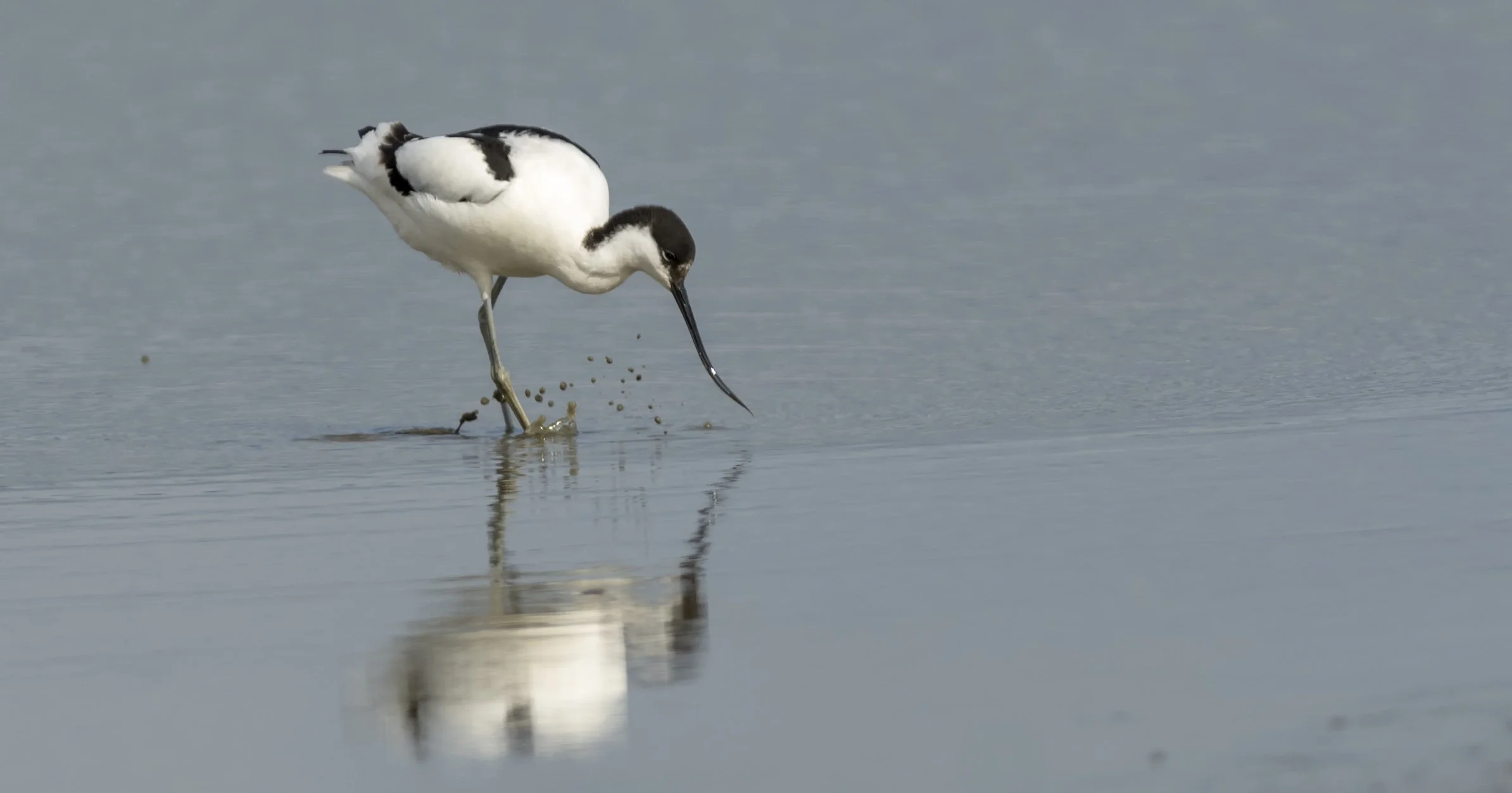 Avocet3.jpg