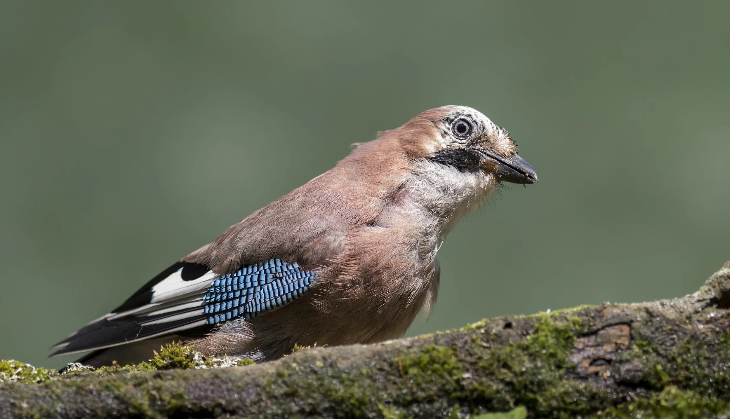 Jay10.jpg