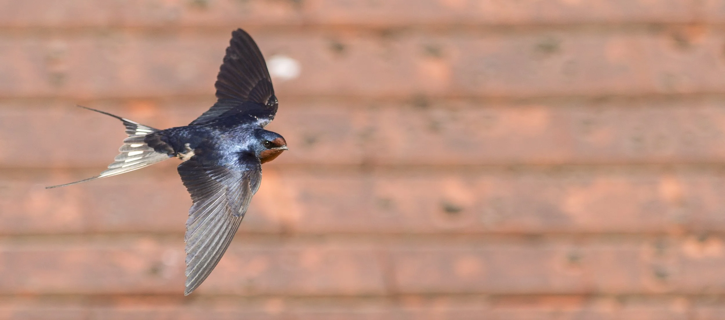 Swallow.jpg