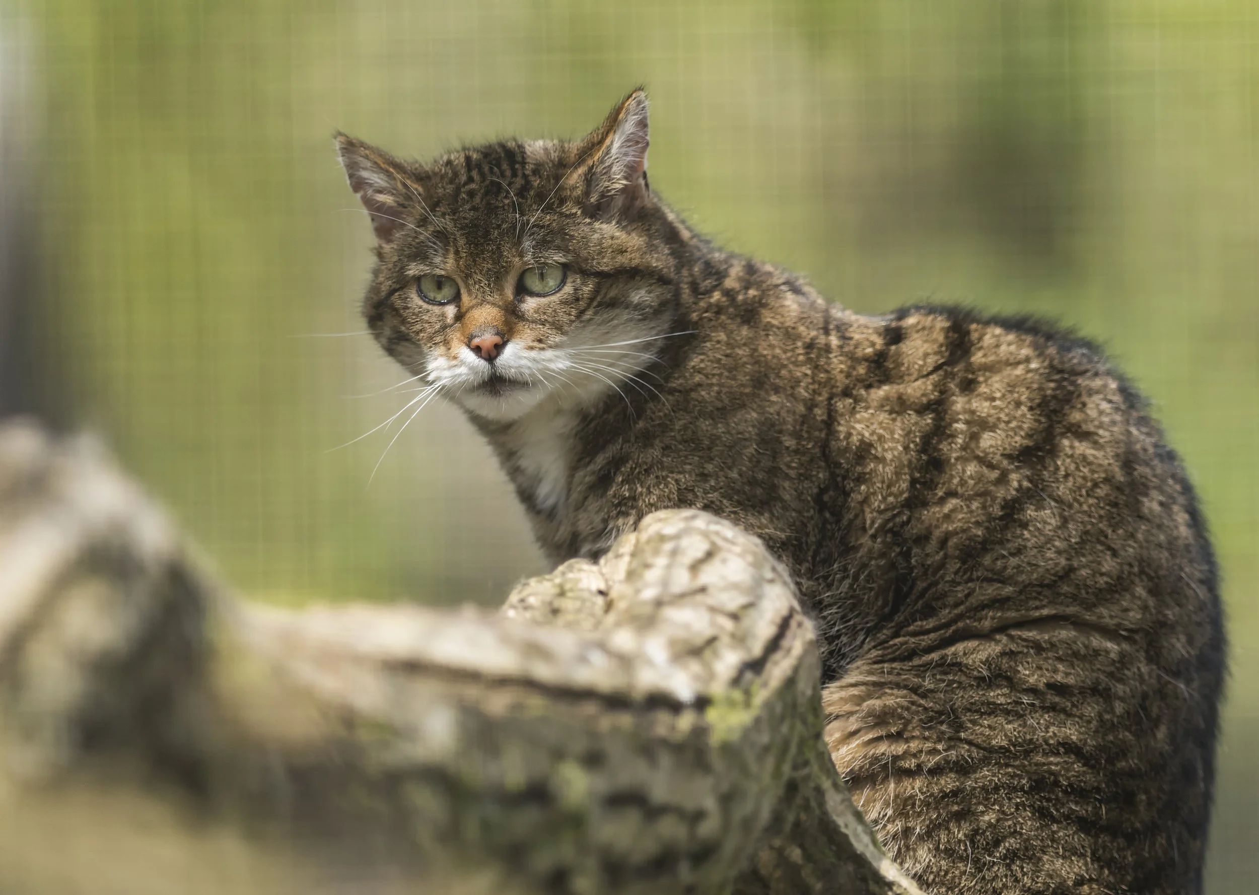 Scottish Wildcat.jpg