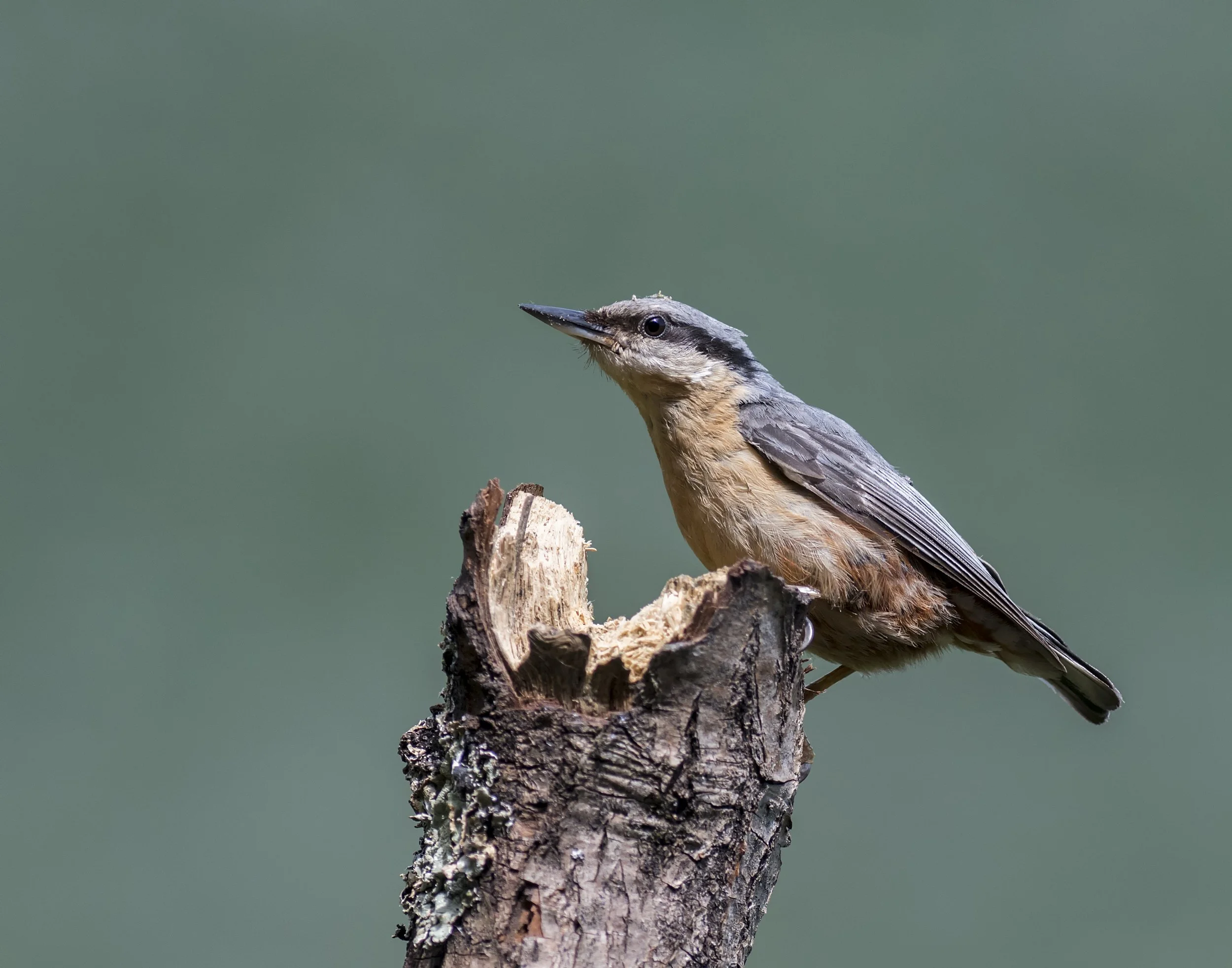 Nuthatch4.jpg