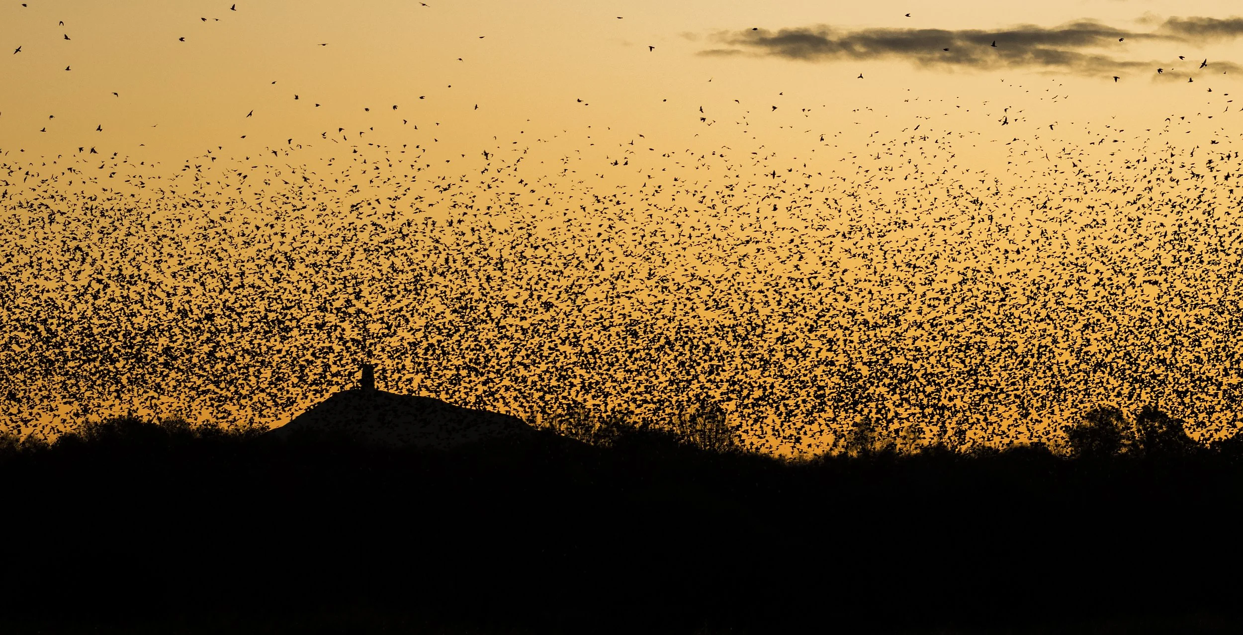 Swarm.jpg