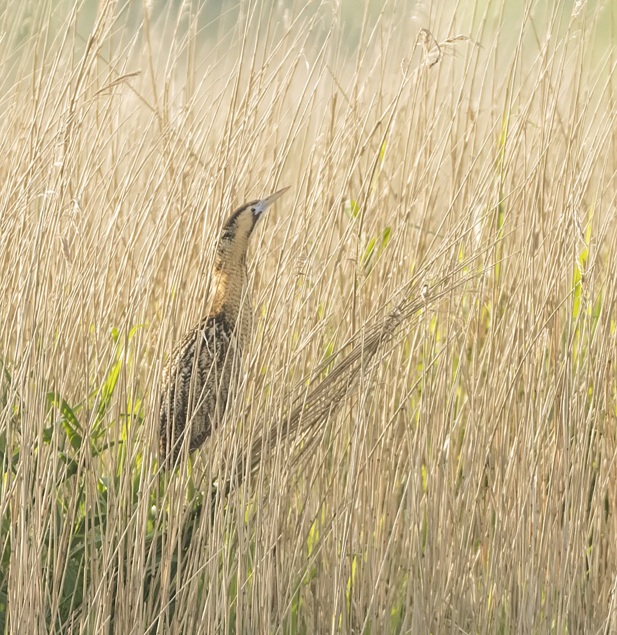 Bittern in reeds 2.jpg