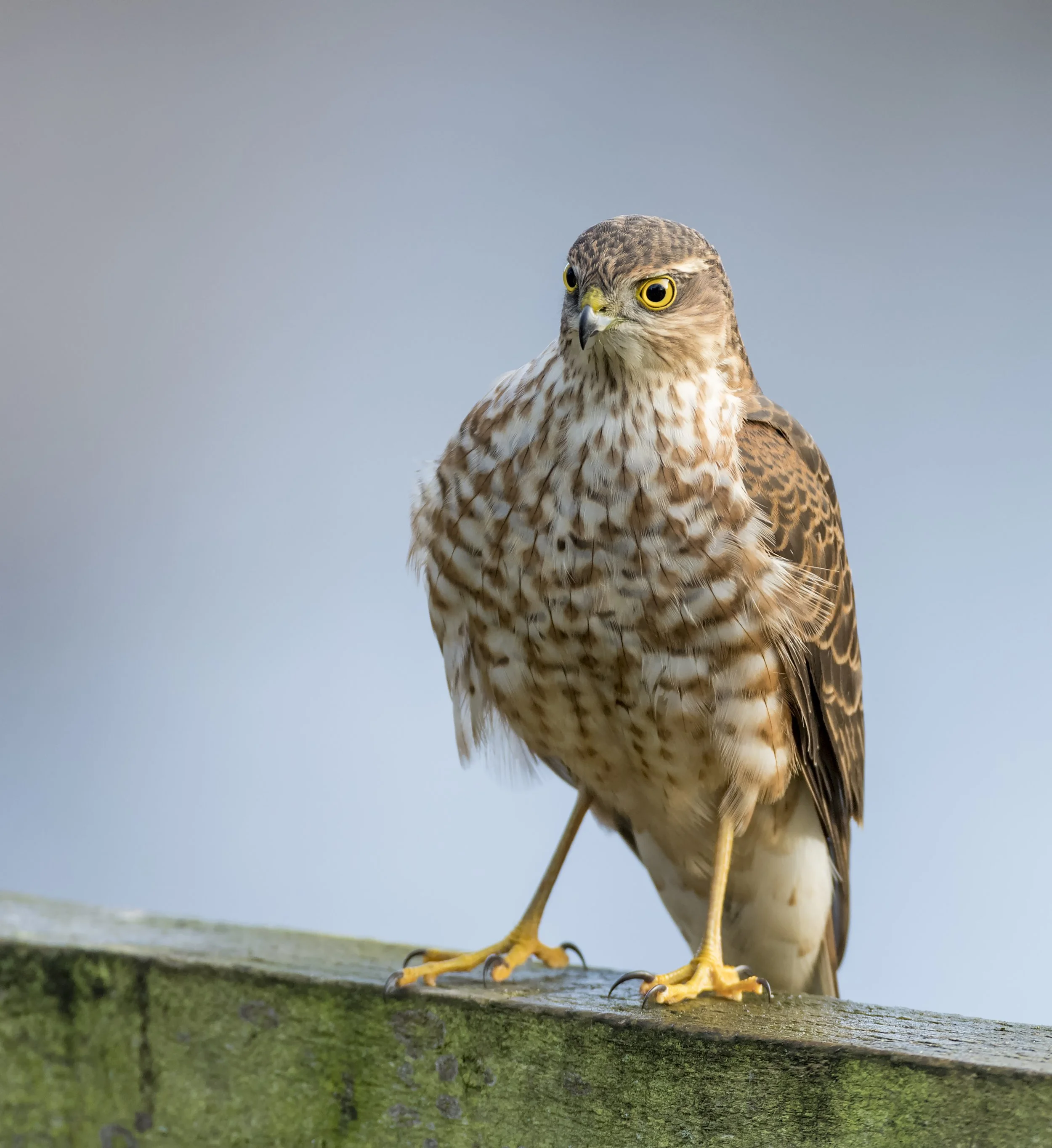 Sparrowhawk 2.jpg