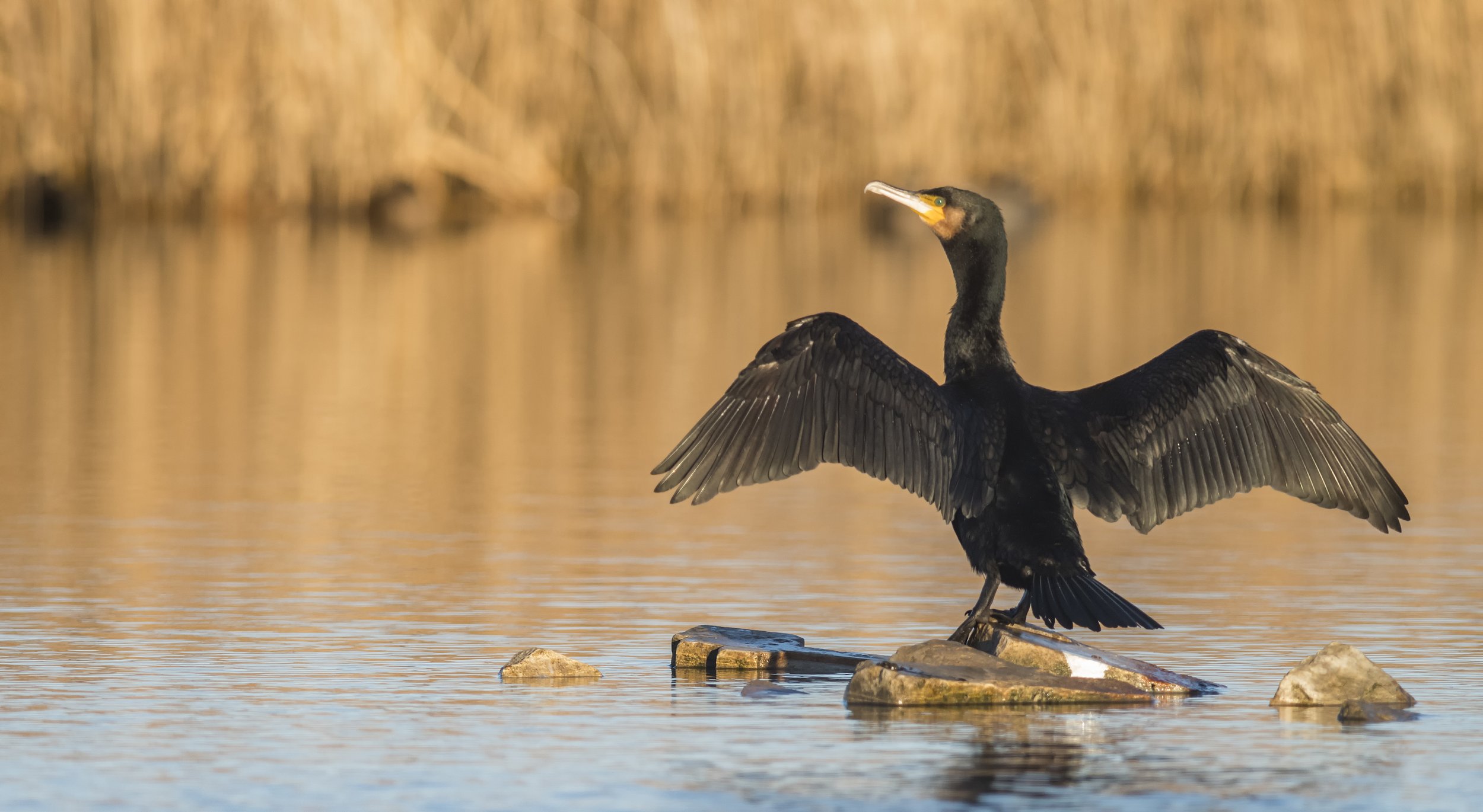 Cormorant2.jpg
