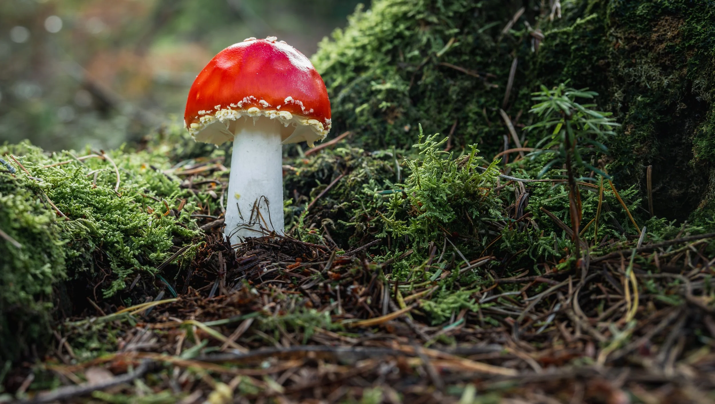 DSC_6624.jpg