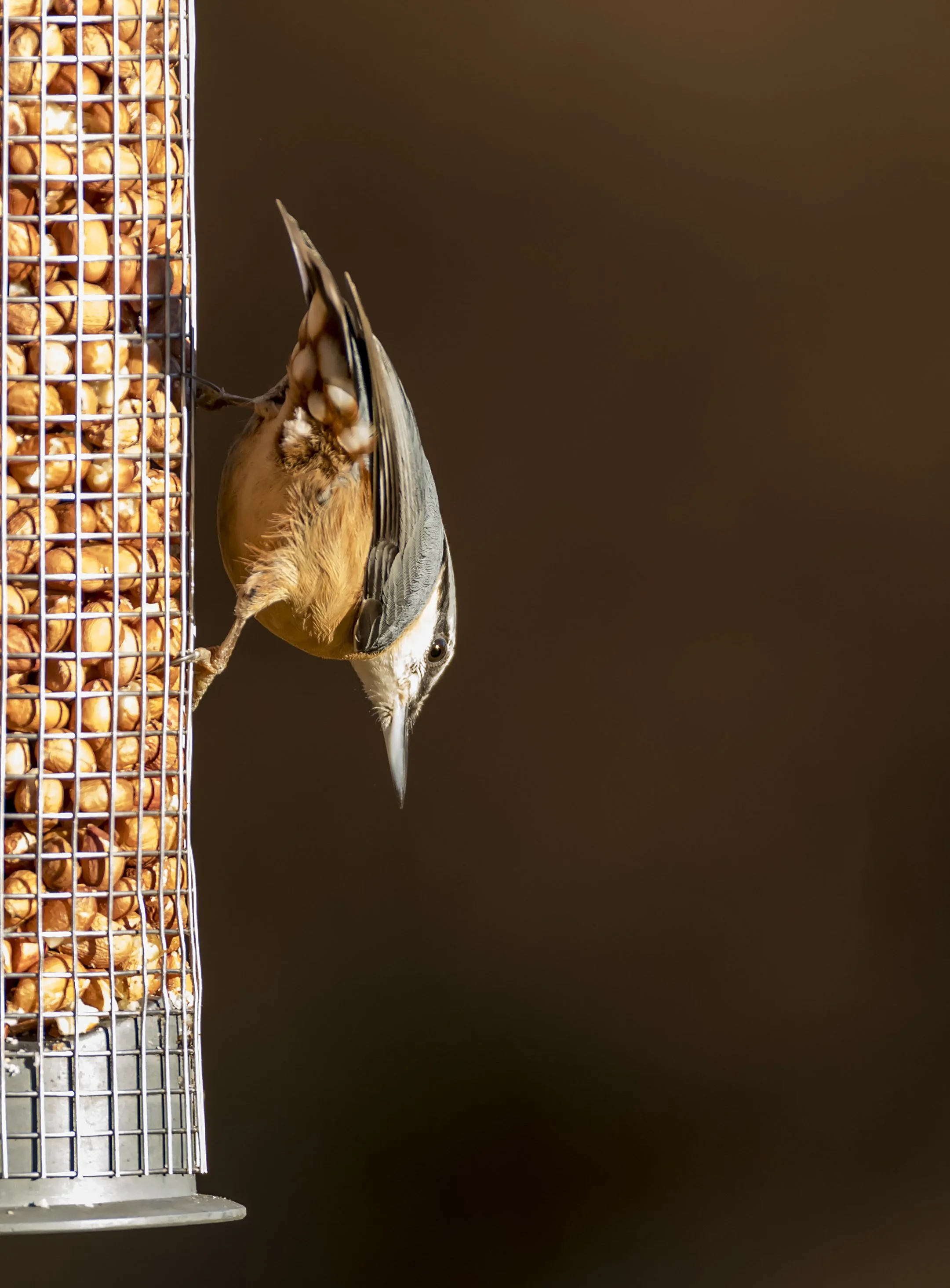 Nuthatch.jpg