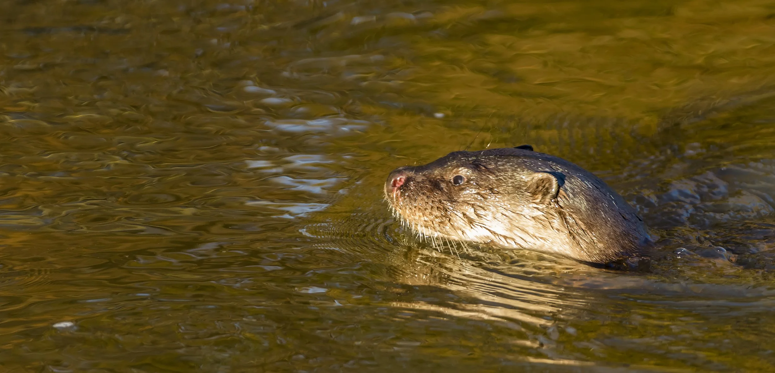 Otter 1.jpg