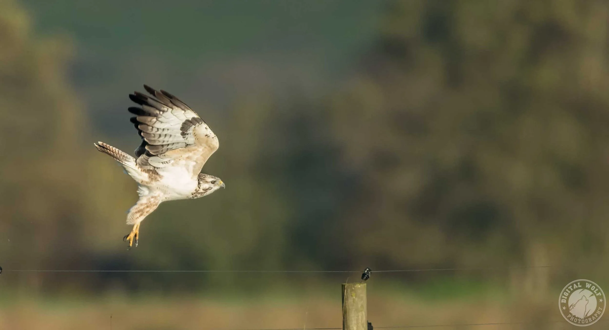 White-Buzzard.jpg