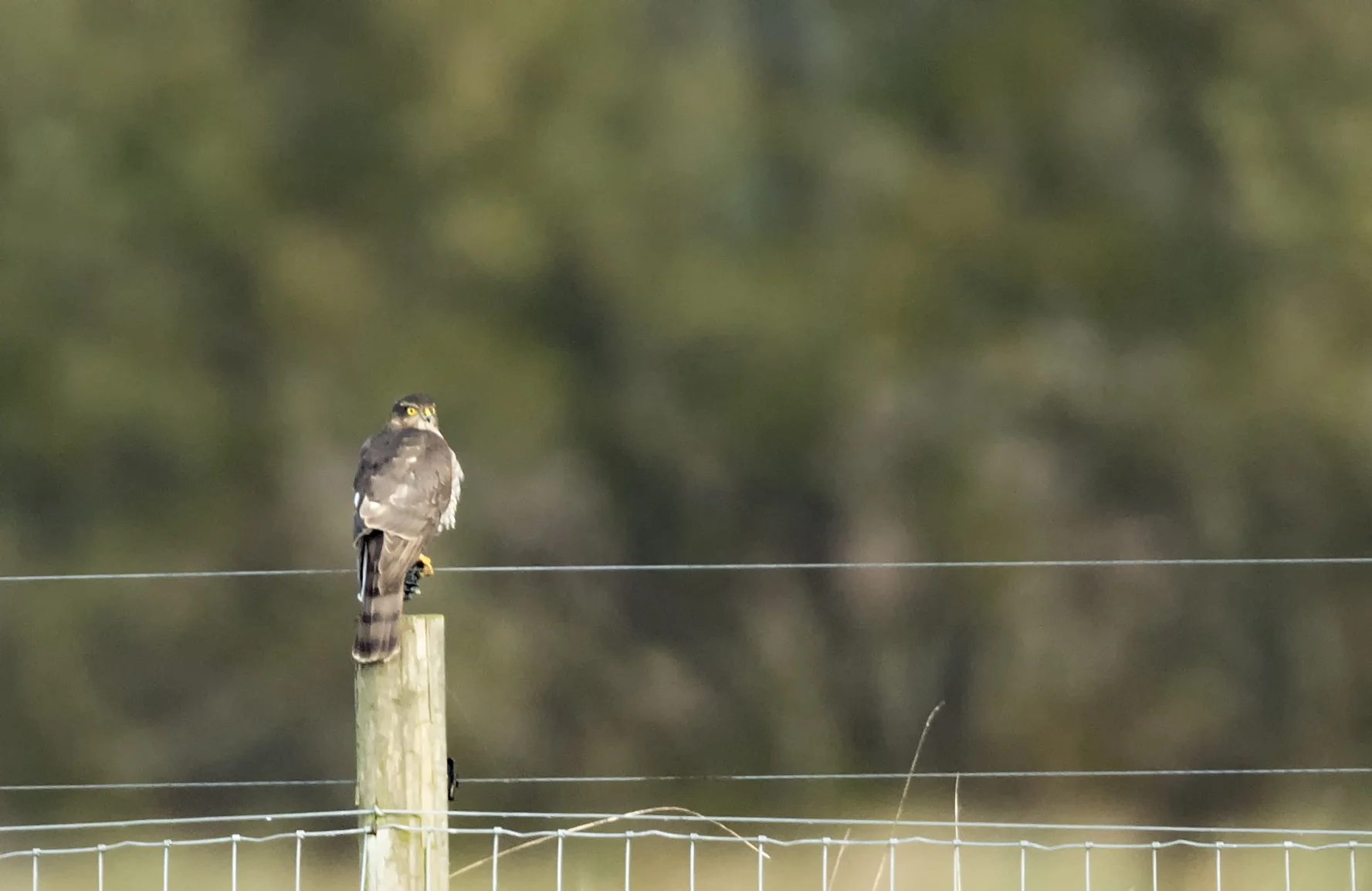 Sparrowhawk.jpg