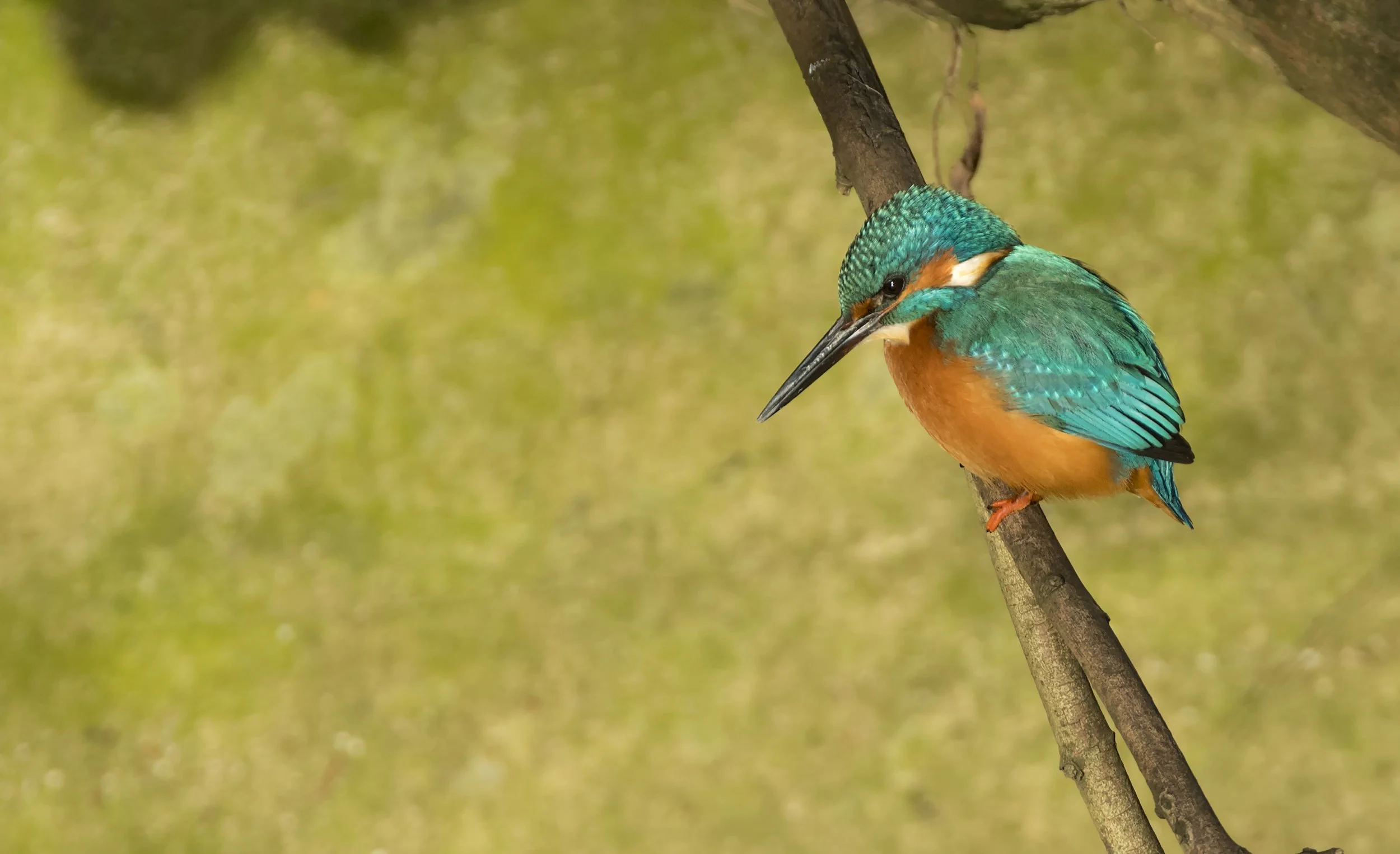 Kingfisher.jpg