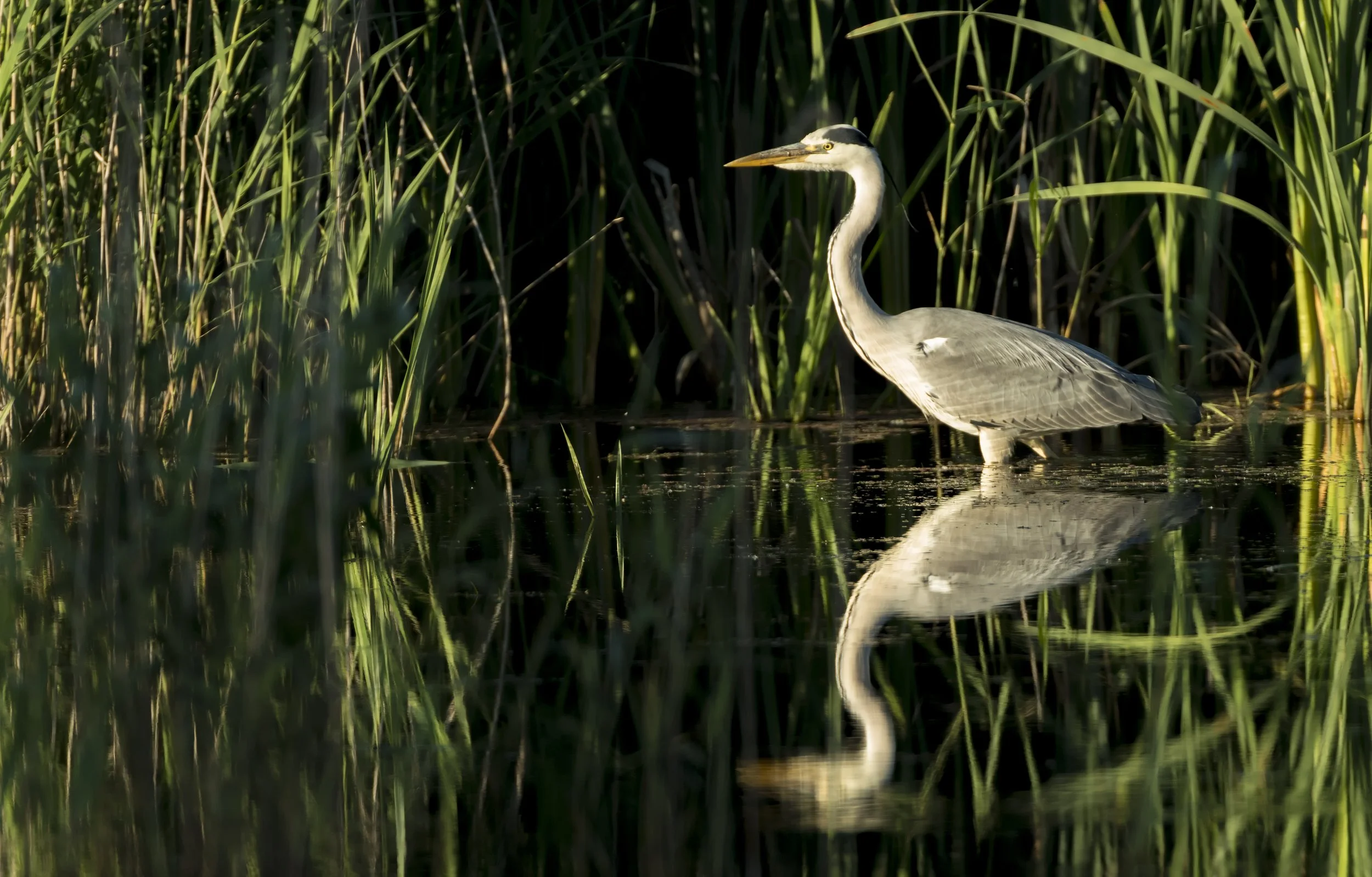 Heron hunt.jpg