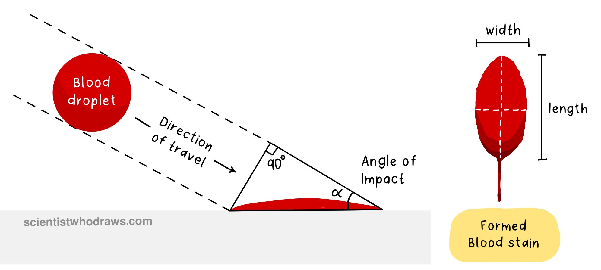 This image explains how blood droplet falls on the ground and how to calculate the angle of impact for blood spatter analysis
