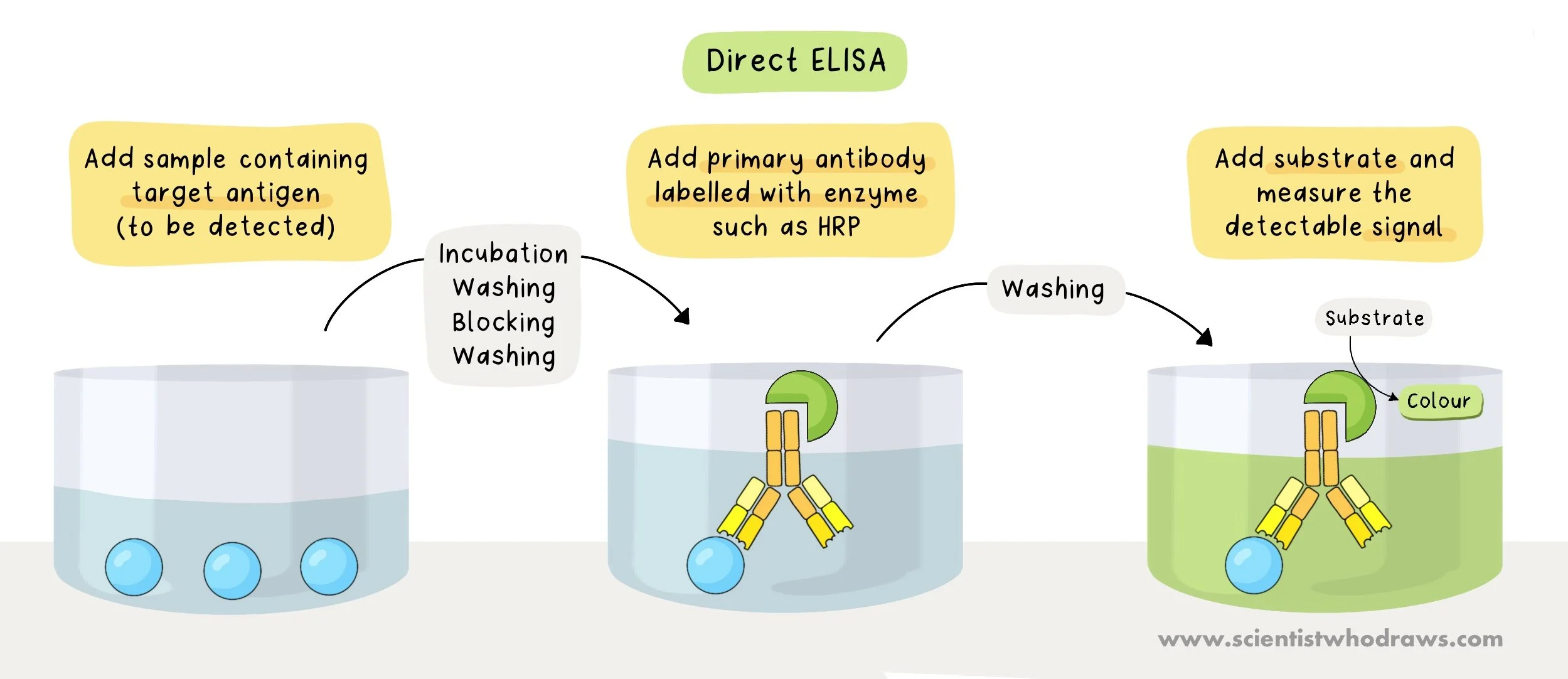 ELISA- Direct, Indirect, Sandwich, and Competitive — Scientist who draws