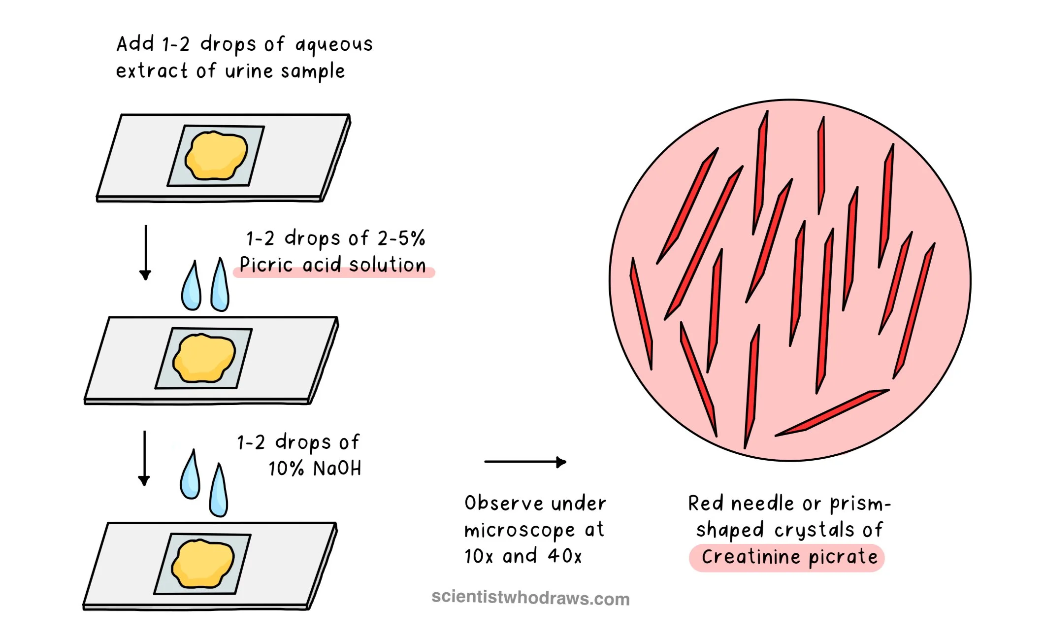 Preliminary tests for Urine — Scientist who draws