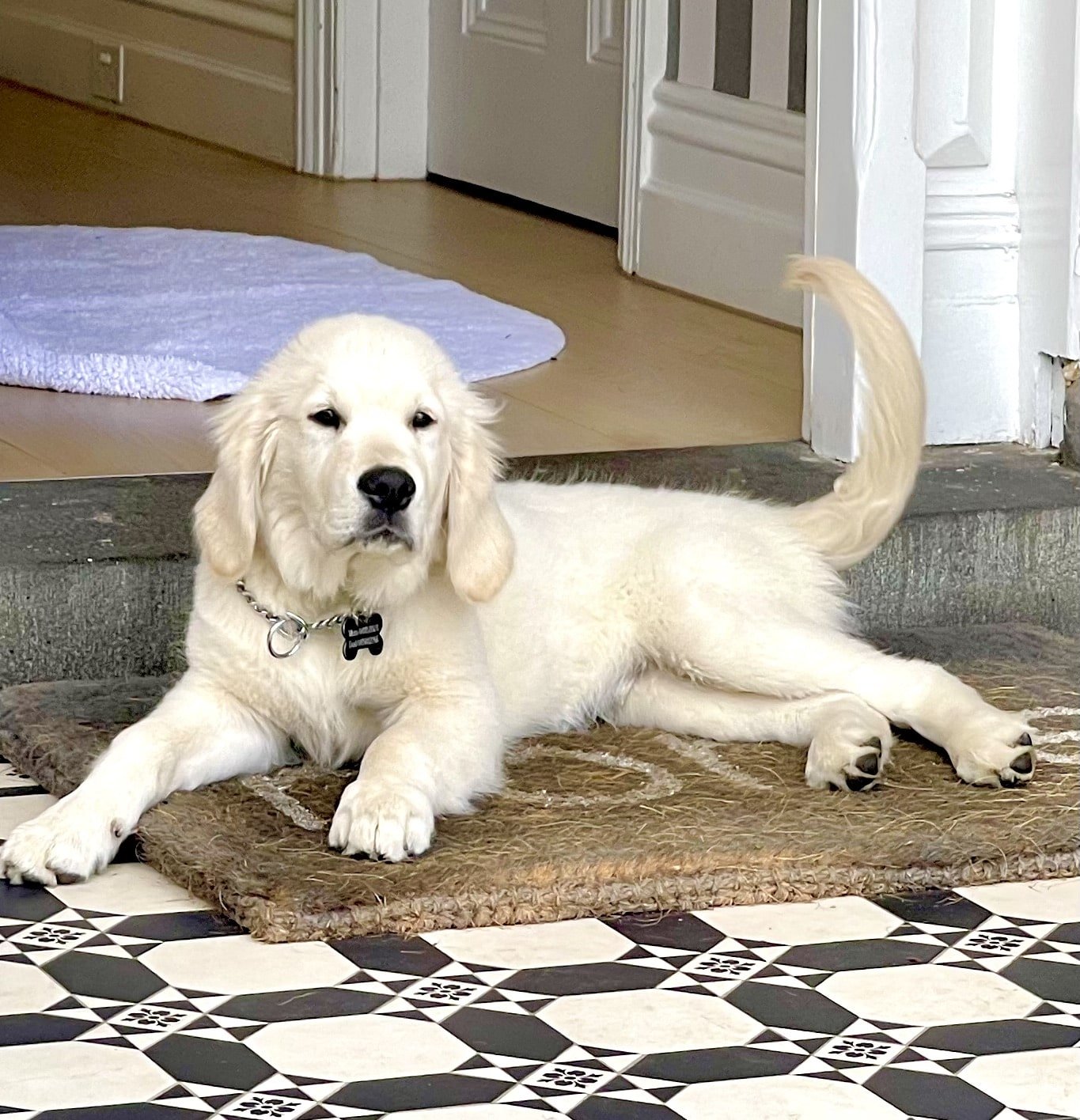 Golden Retriever Training