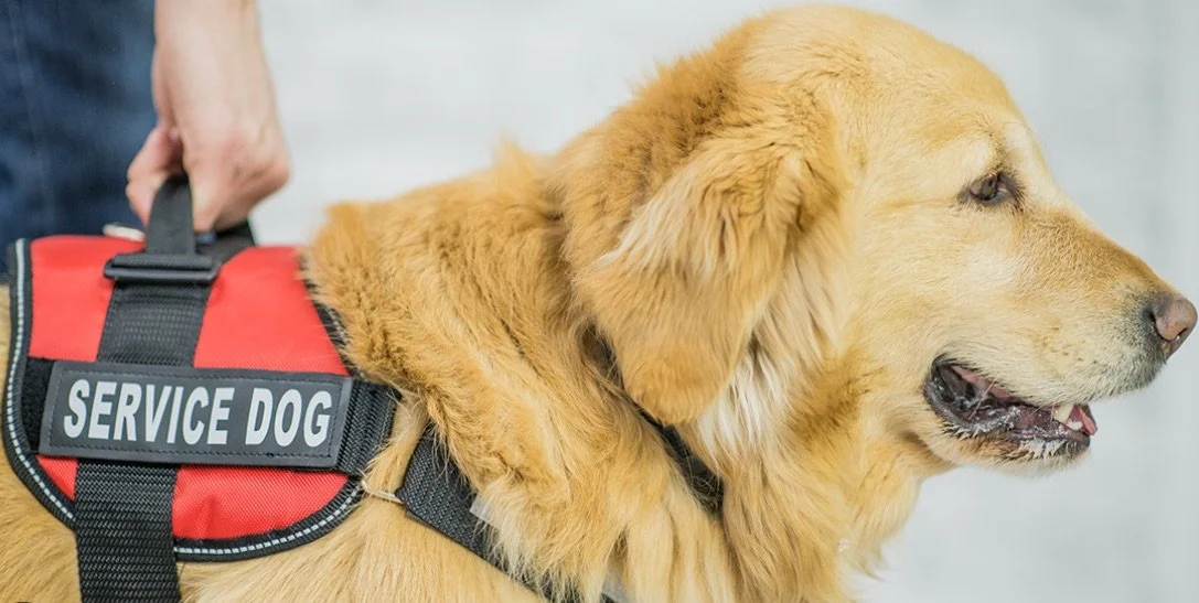 Service Dog Training