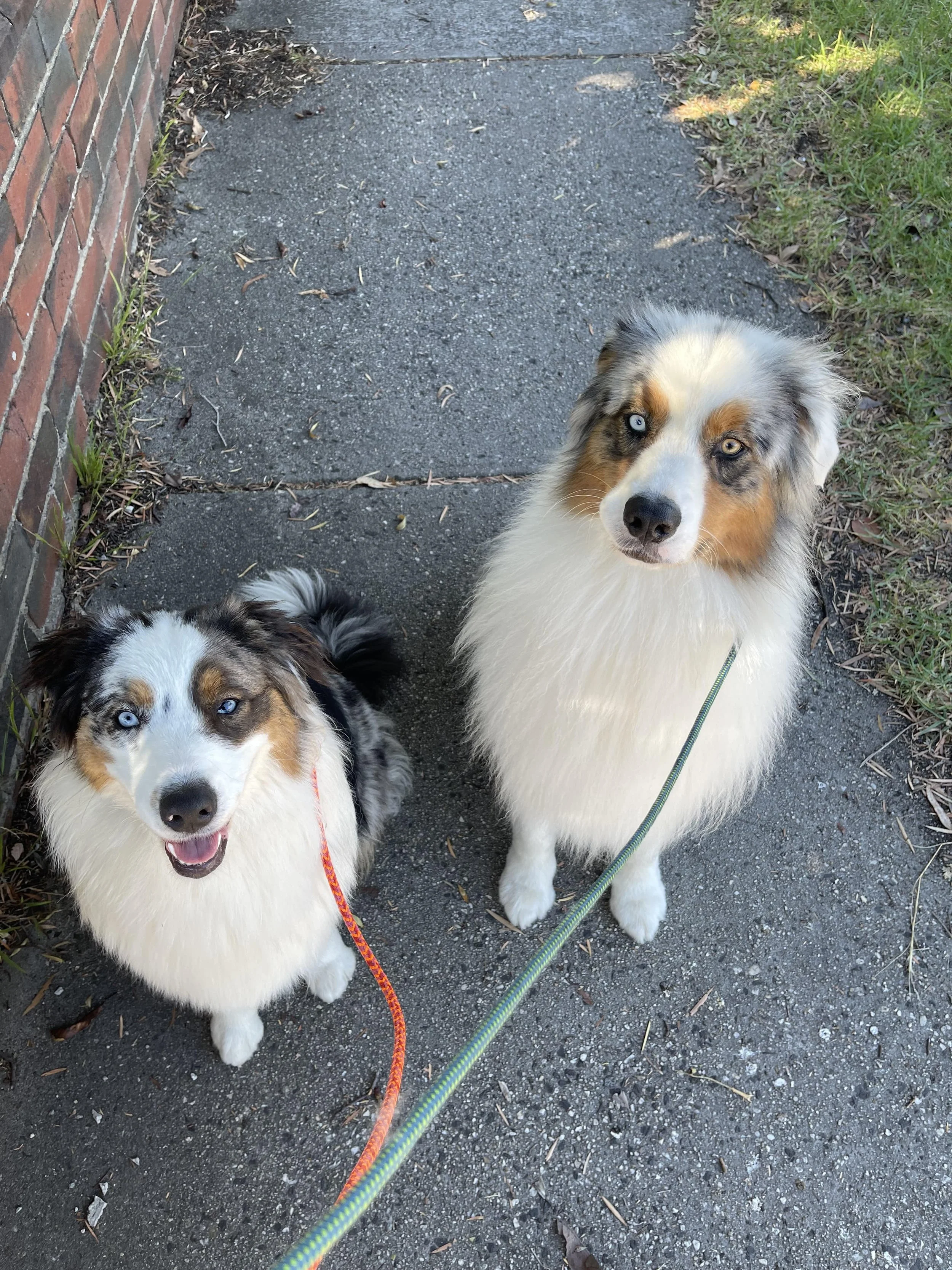 Working Dog Training