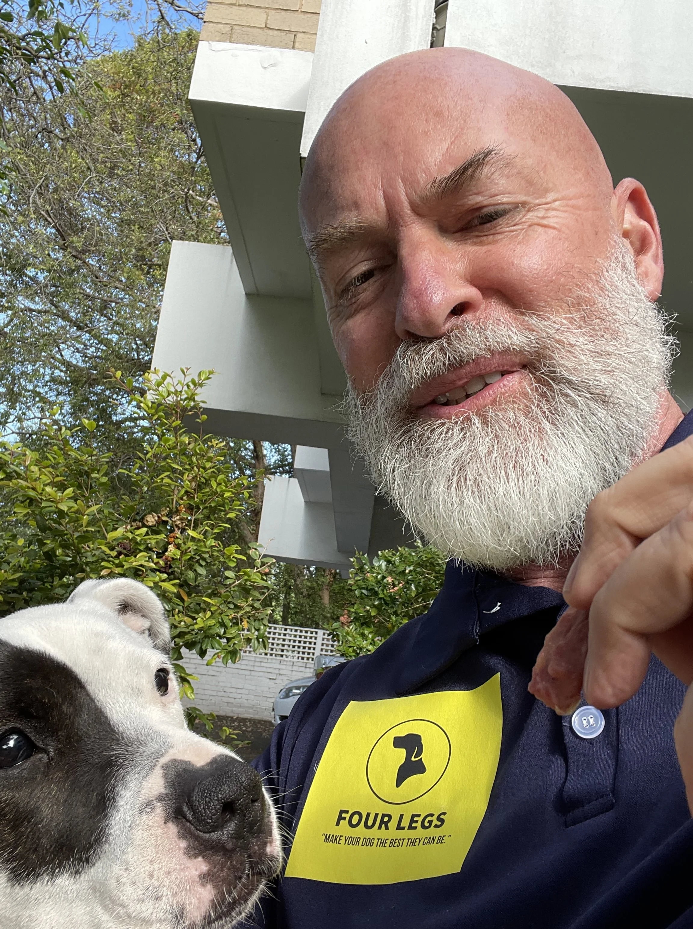 American Staffordshire Terrier