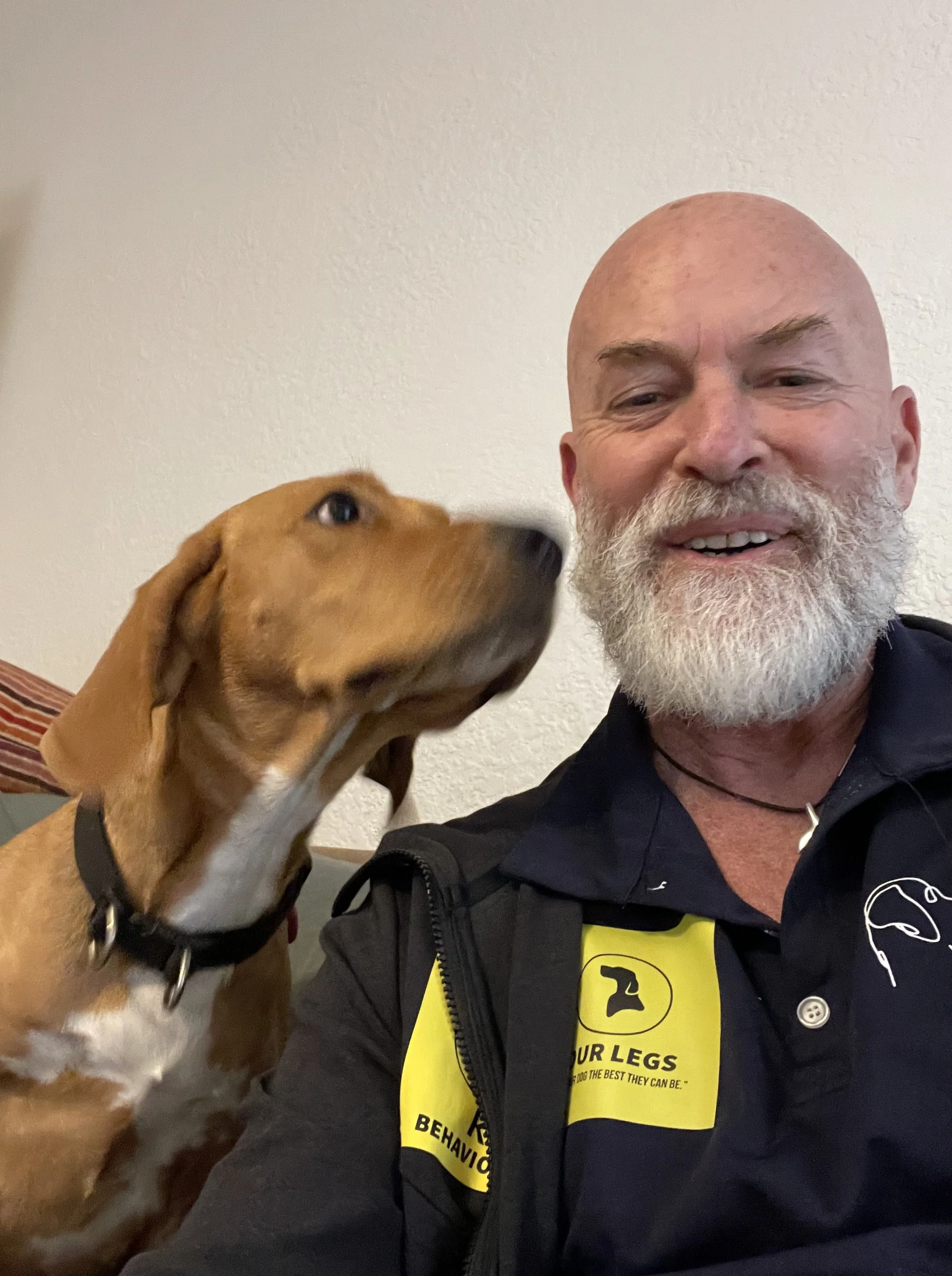 Harrier Hound Training