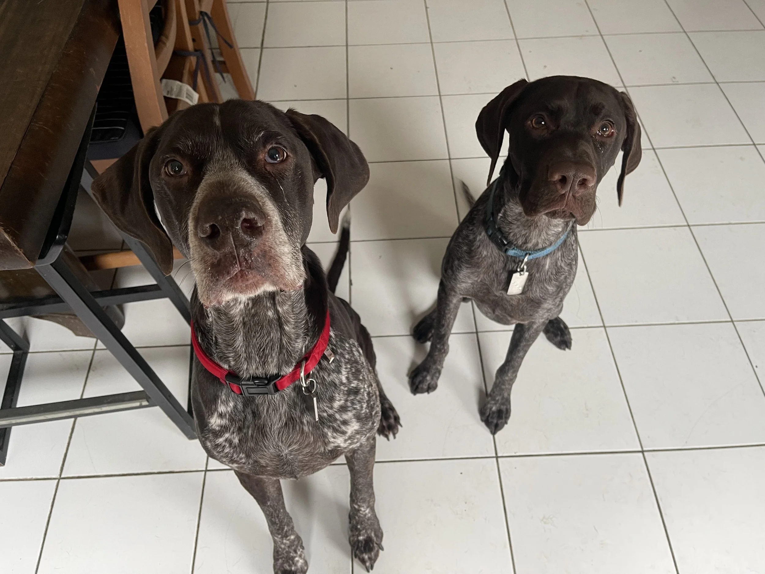 German Short Haired Pointer Training