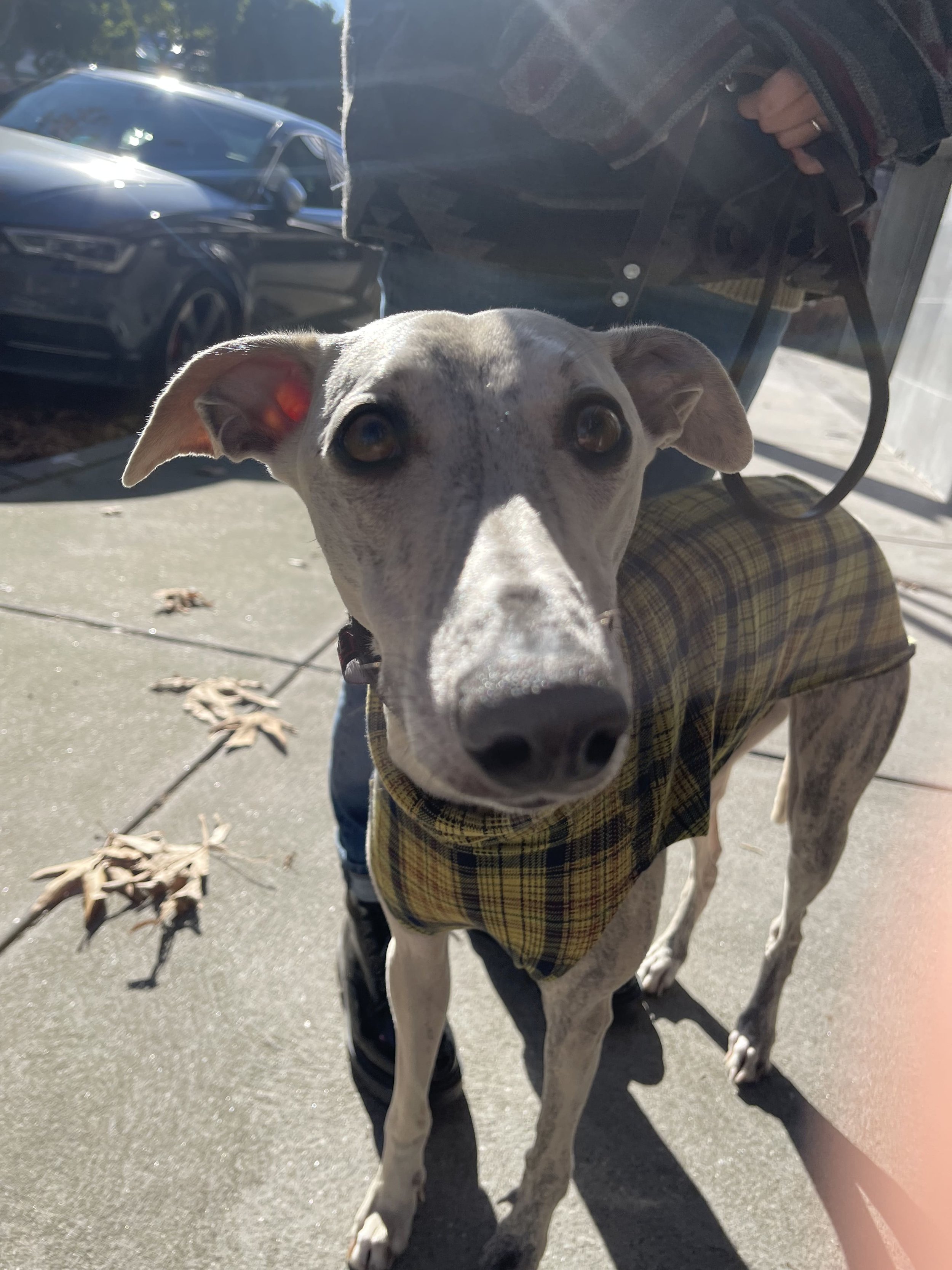 Italian Greyhound Training