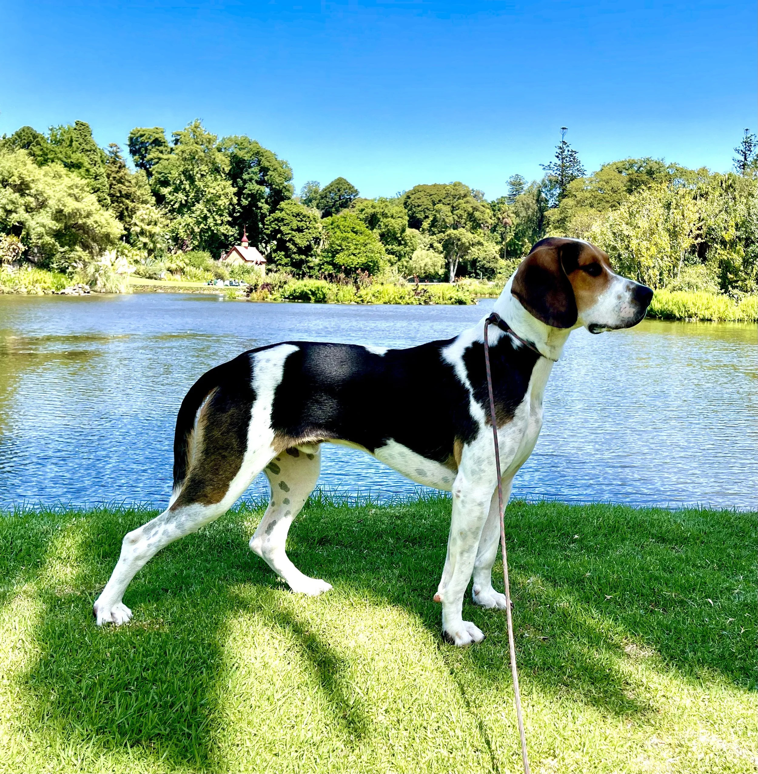 The Best Dog Behaviourist and Trainer in Melbourne.