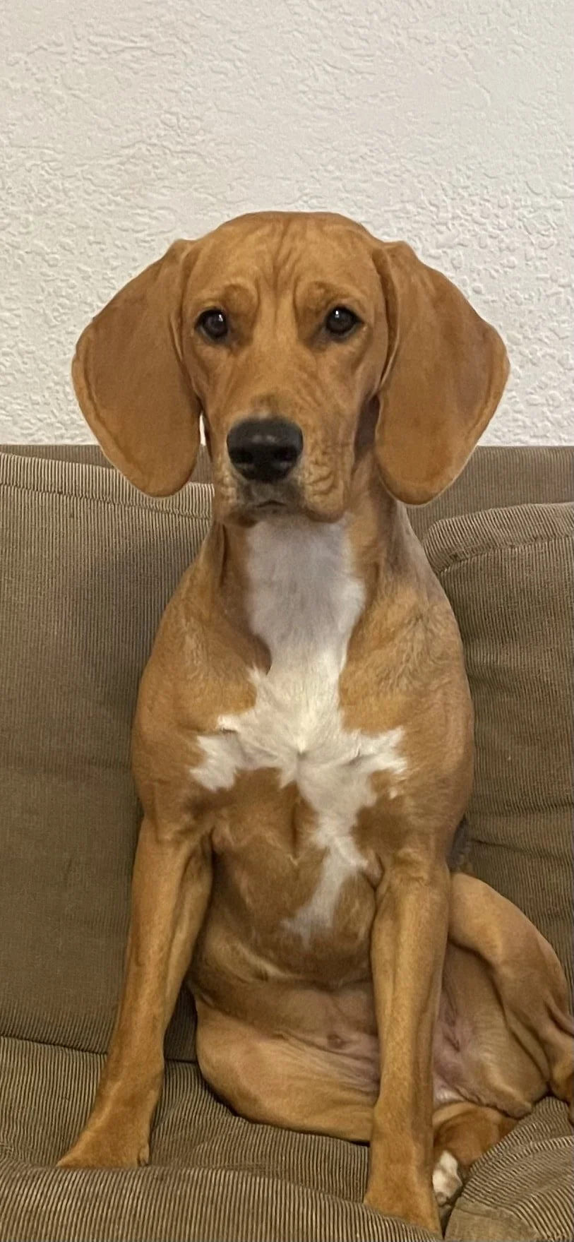 Harrier Hound Training