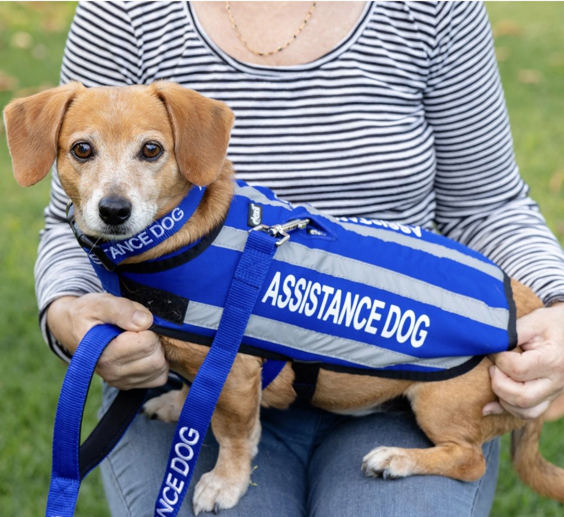 Assistance Dog Training