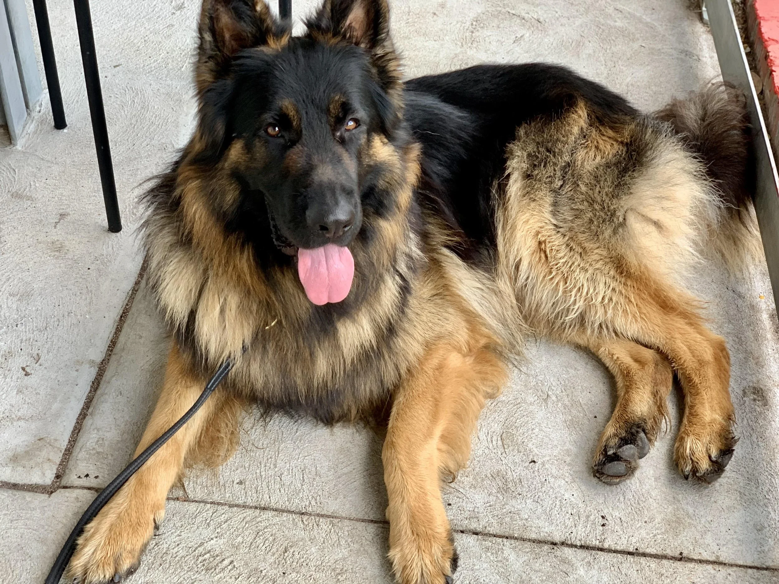 German Shepherd Rescue