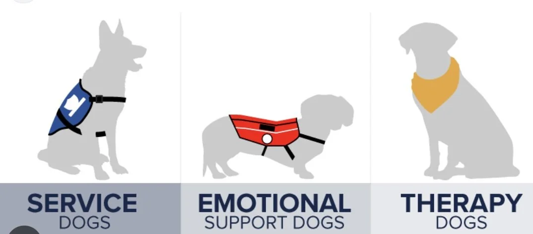 Service Dog Training