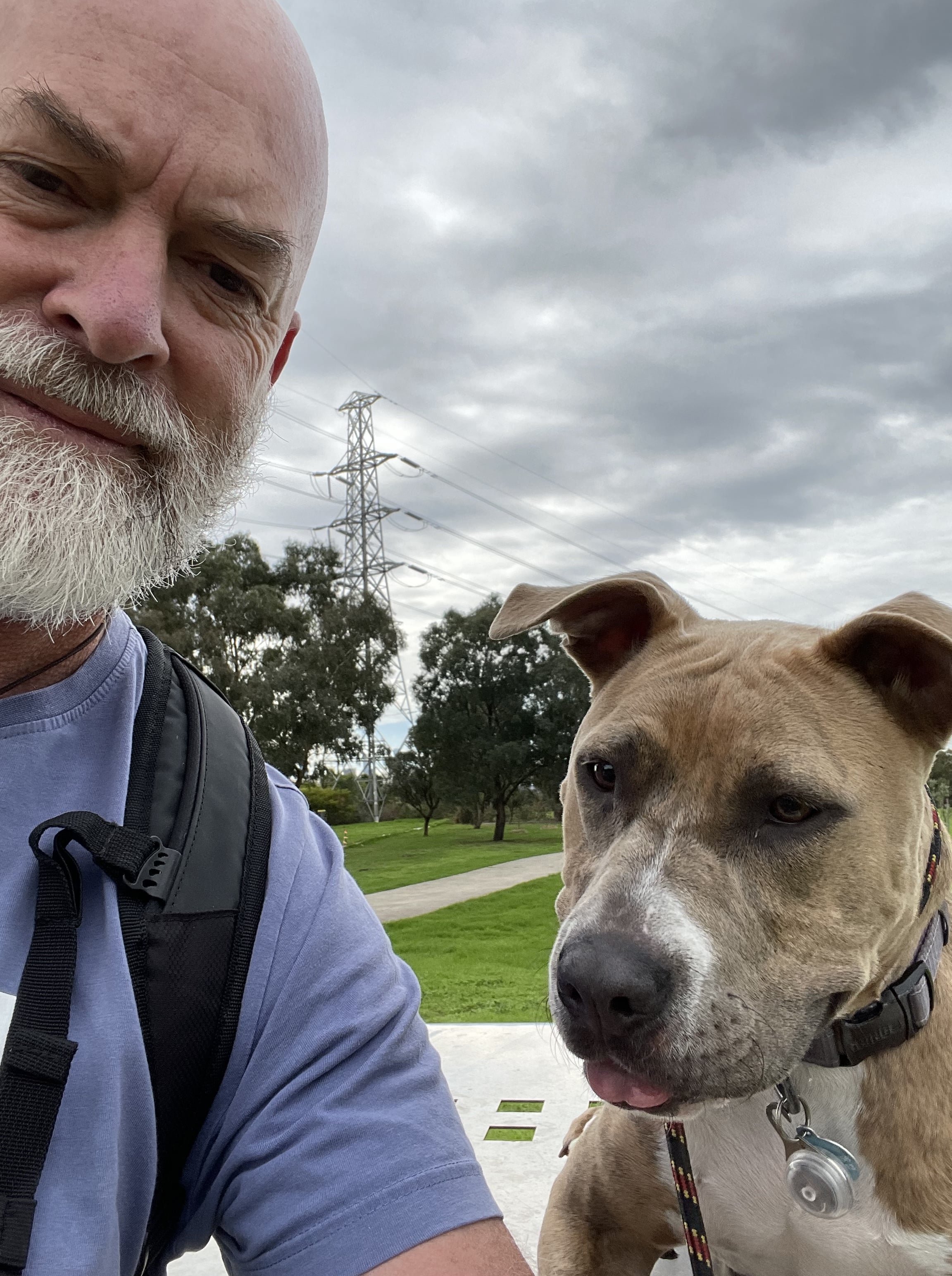 American Staffordshire Terrier Aggression