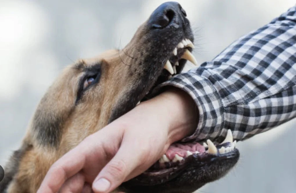 Dog Aggression Can Be Fixed