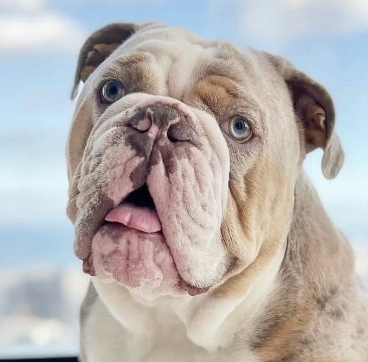 Noise Reactive on Leash