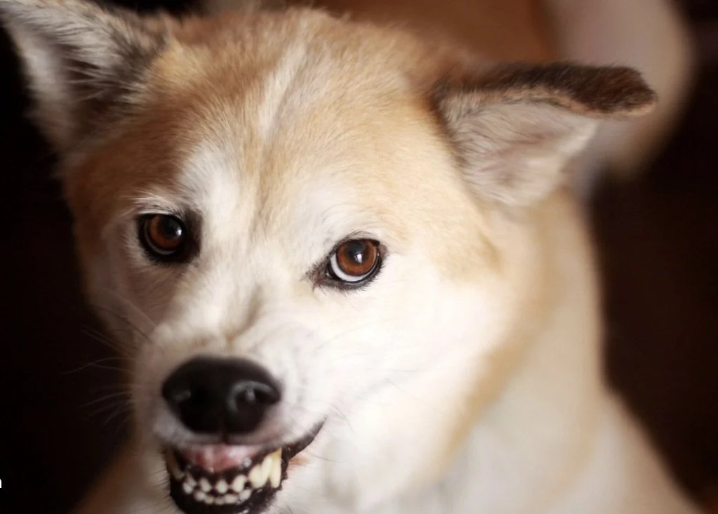 Dog Aggression Training