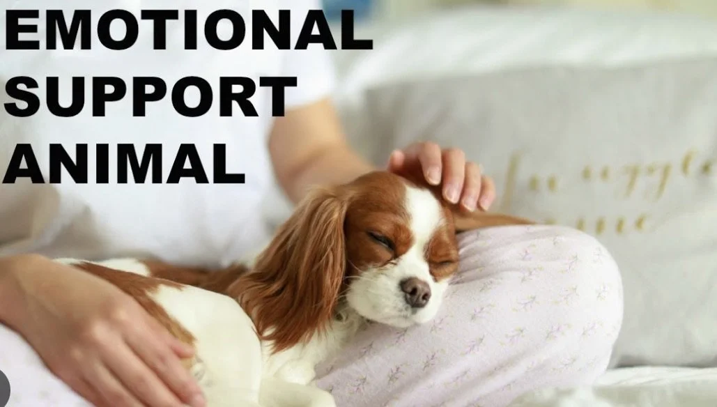 Emotional Support Dog