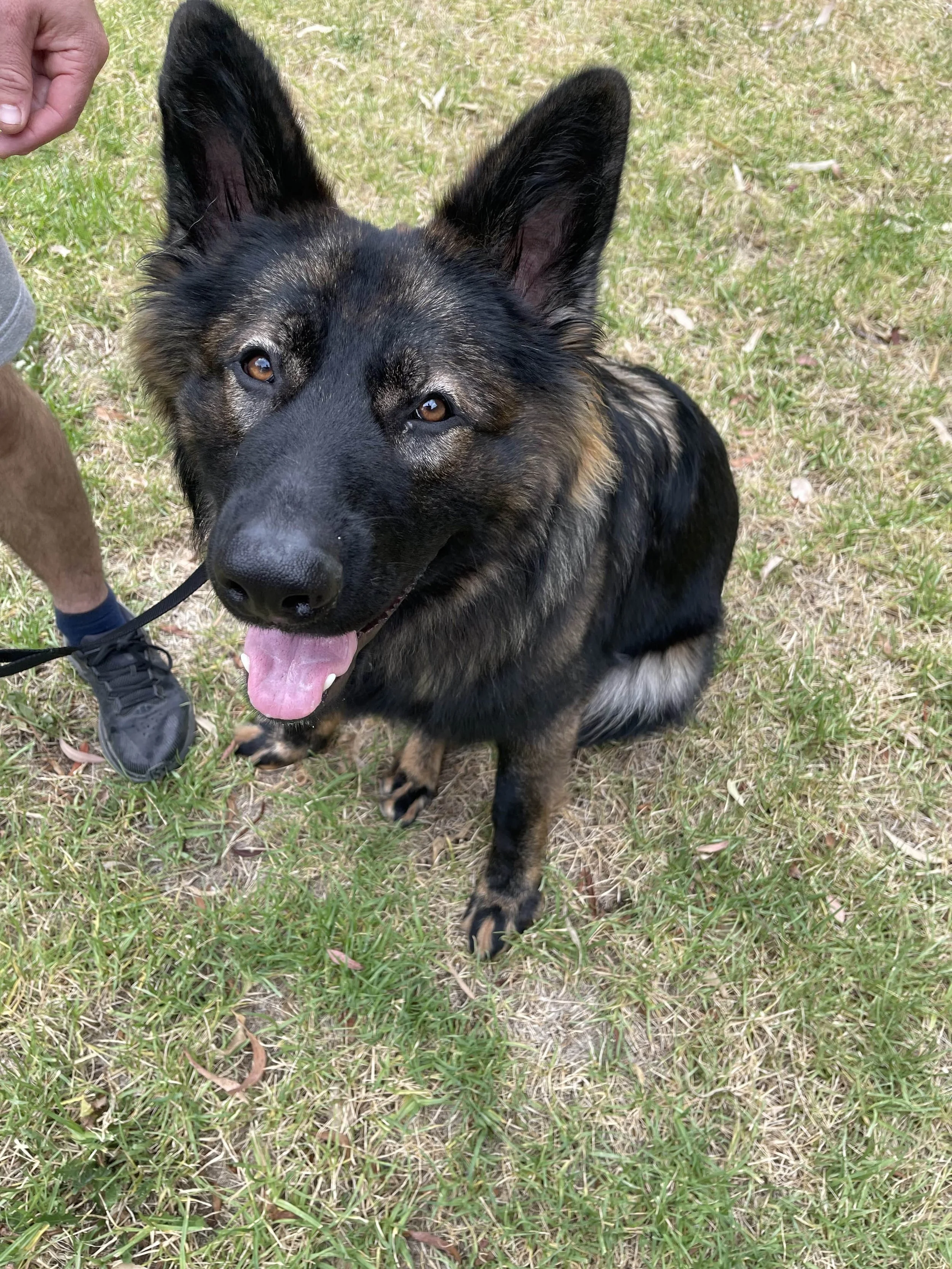 German Shepherd Training