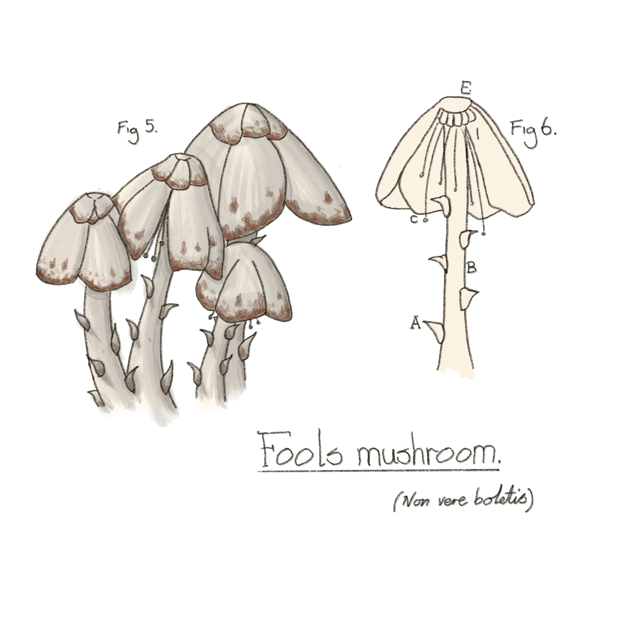 Fools Mushroom.png