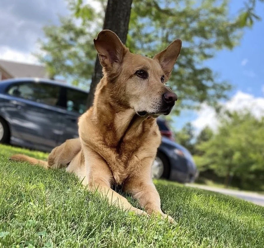 Three Years Without My Best Boy Jack: Loving, Losing, and Learning to Breathe Again After Pet Loss