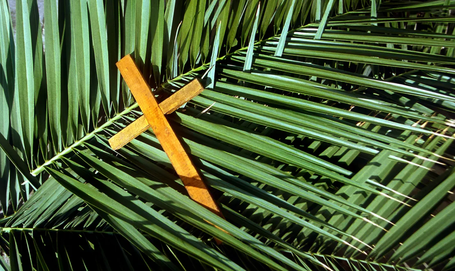 THROW YOUR PALMS DOWN FOR THIS, FOR HIM!