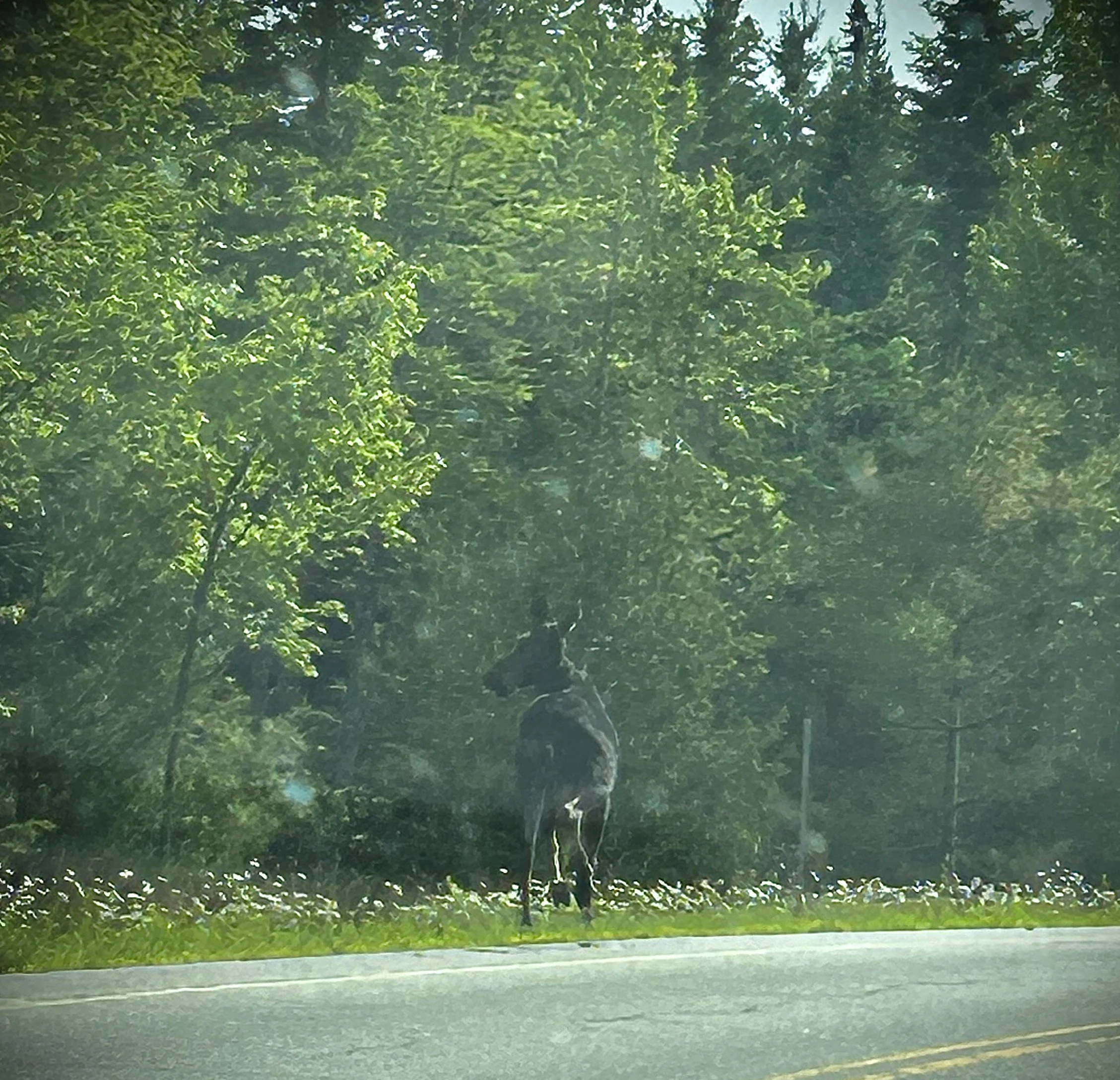 moose copy.jpeg