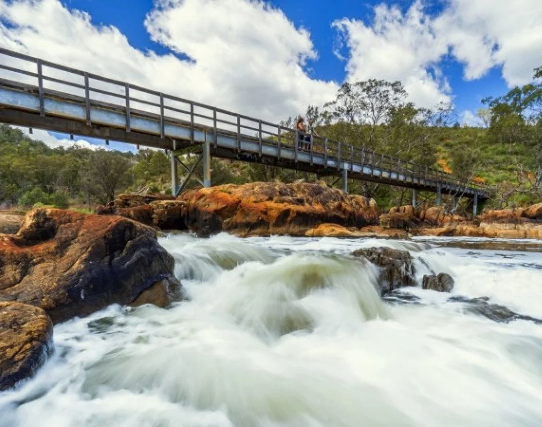 Exploring Perth with Paws The Perfect Day for Your Furry Friend — Trills