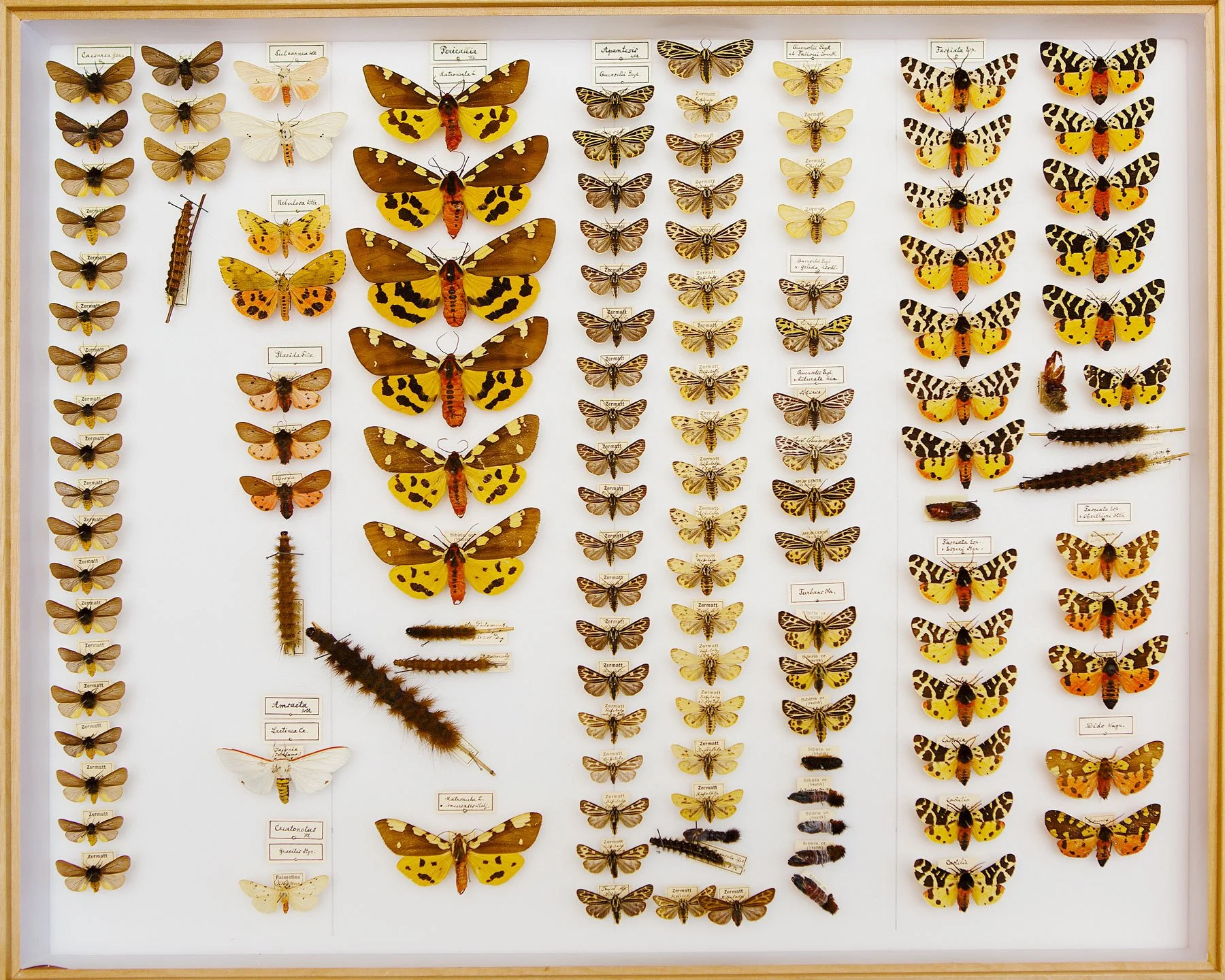 Naturkundemuseum_Schmetterling.jpg