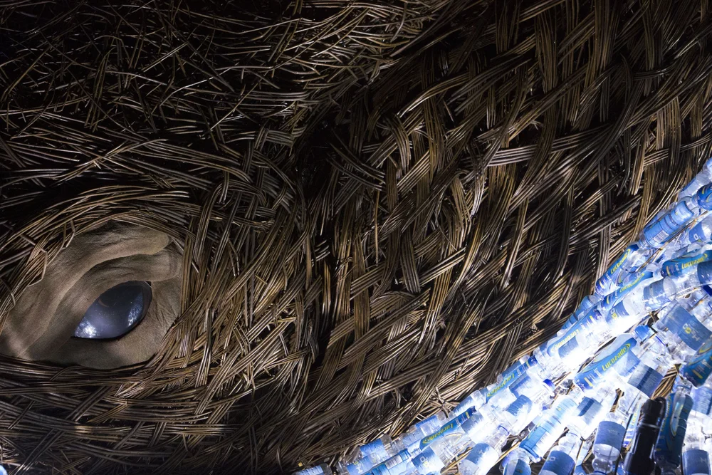 The Bristol Whales-Cod Steaks