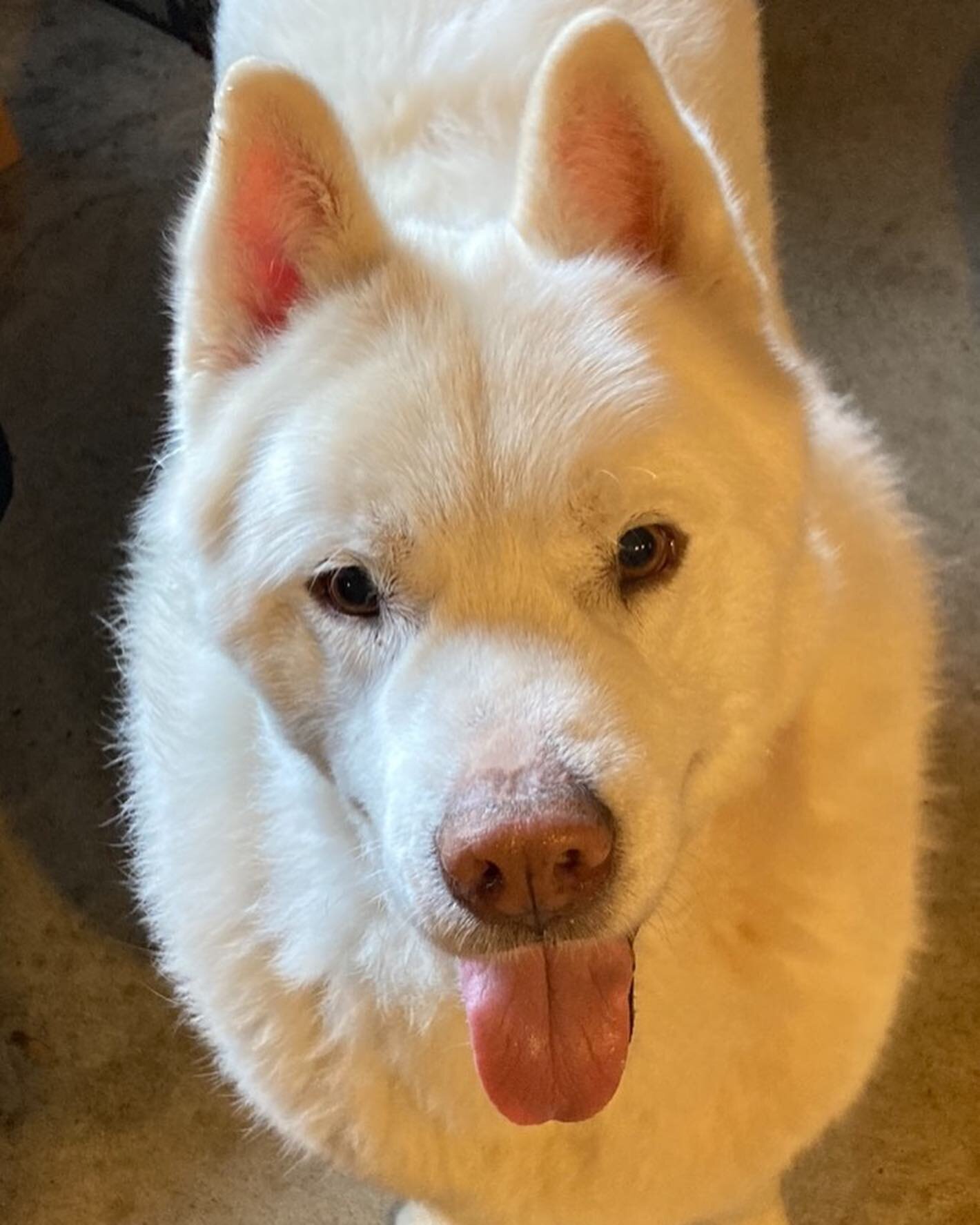 ✨Meet Shadow✨

Hi, I&rsquo;m Shadow! I&rsquo;m an adoptable foster looking for my forever home. Here&rsquo;s a bit about me:
I&rsquo;m a 9 year old fixed male Siberian husky. My pervious owners were elderly and unable to care for me so I spent most o