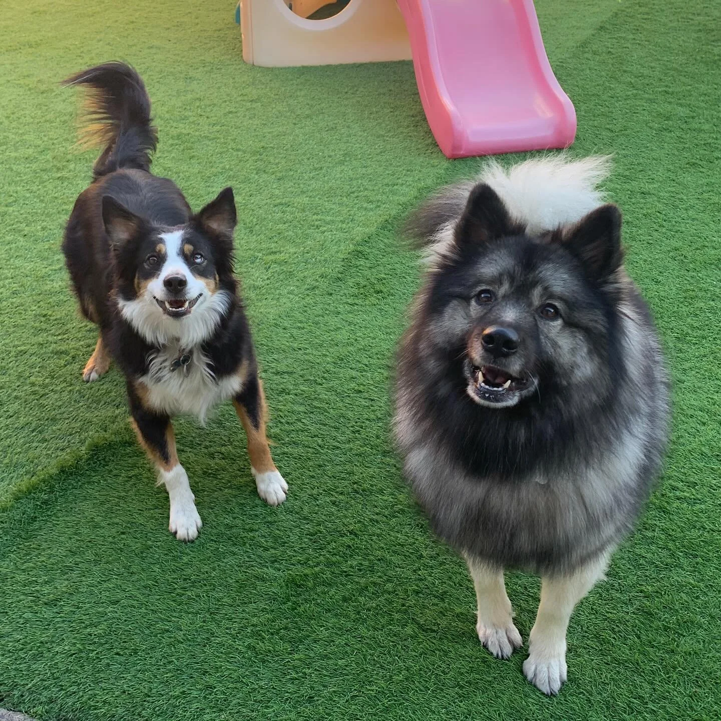 Ball-throwing duties are calling, thanks Shiloh and Roxy for the reminder