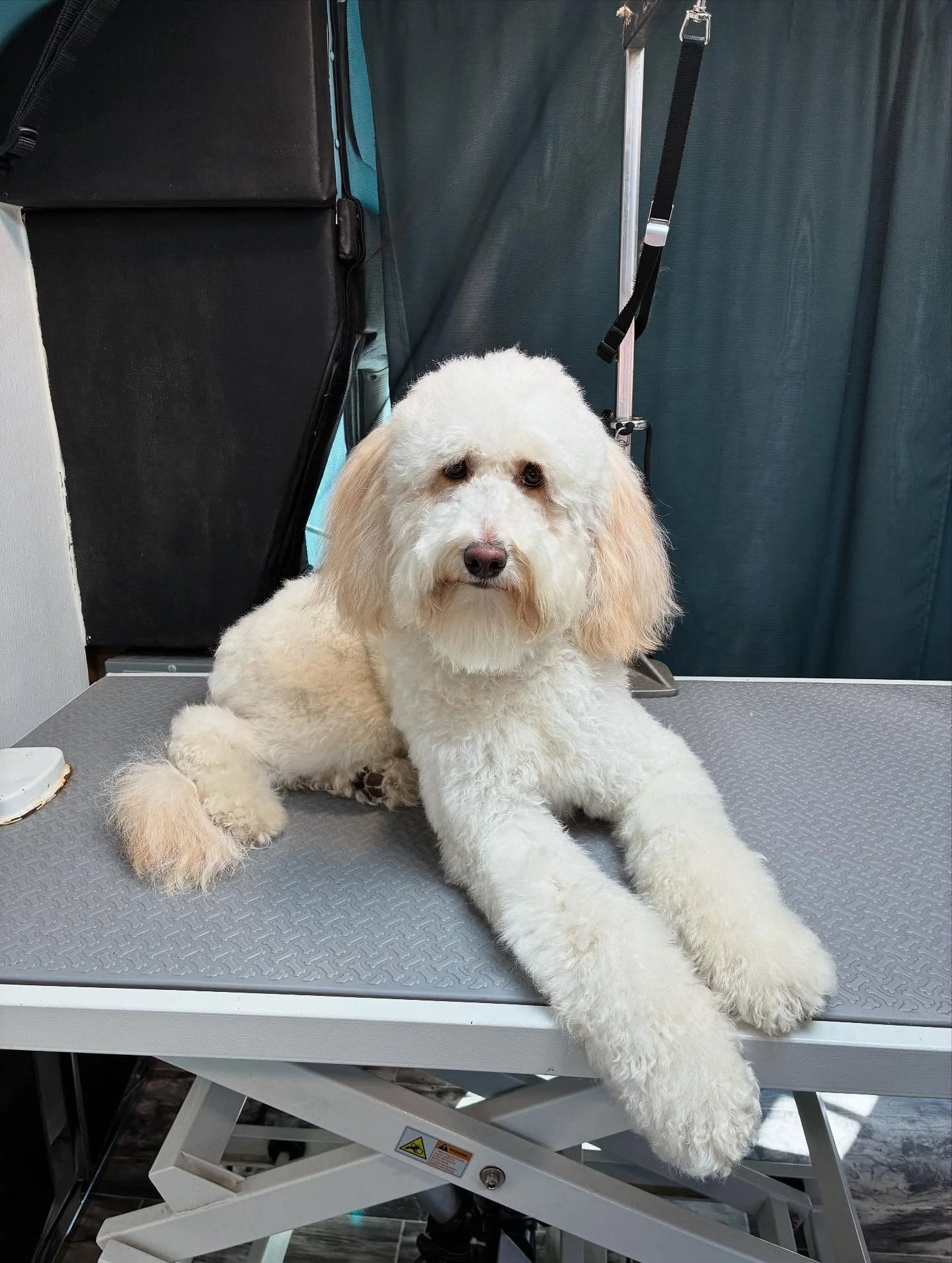 Give your pup the ultimate pampering experience with our mobile grooming service! Book a Spa Day or Full Groom by calling 509-360-1897 🫧🫧