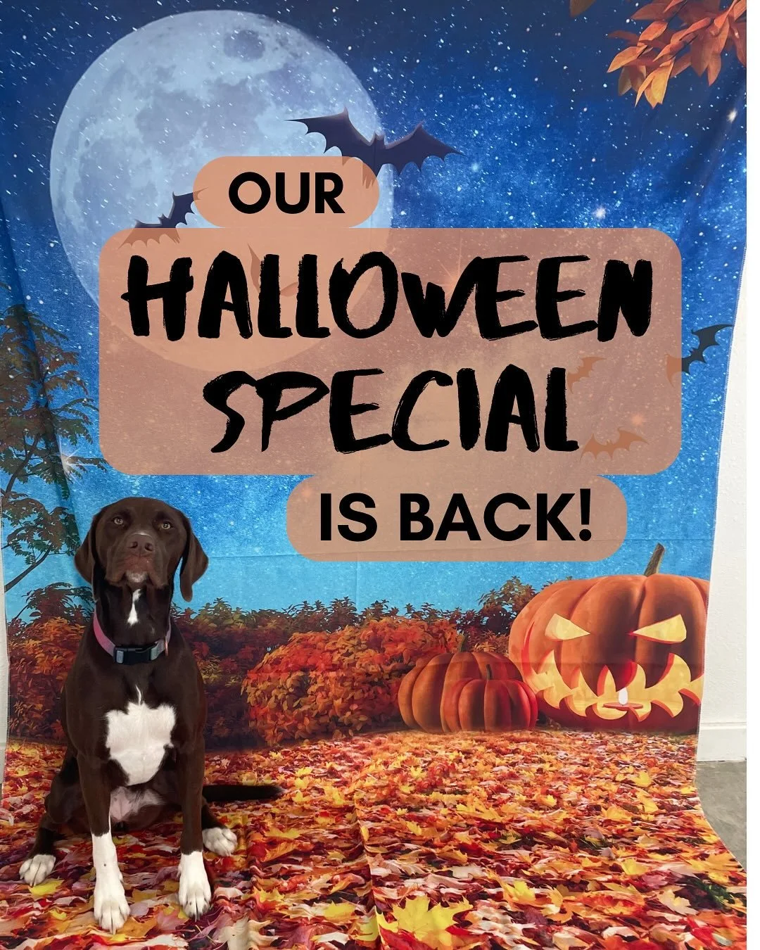 IT&rsquo;S BAAAAACK 🤩. Our annual Halloween Special is BACK with brand new costumes, a brand new backdrop, and a brand new (arguably my favorite yet) craft that includes a yummy treat. Available now on PawPartner as a $15 add-on service til the end 