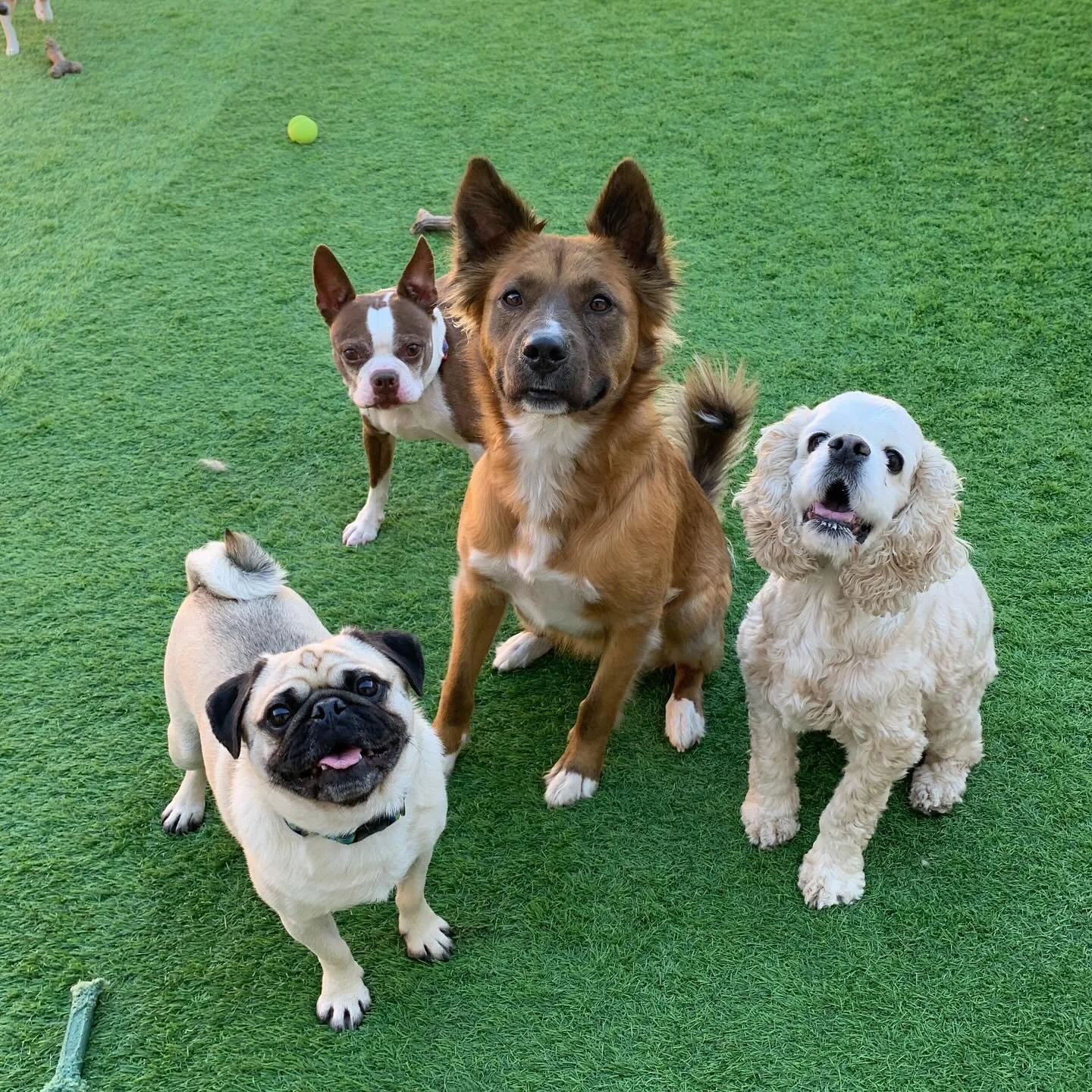 Jovie declares herself queen of the little dog empire and we can't argue!