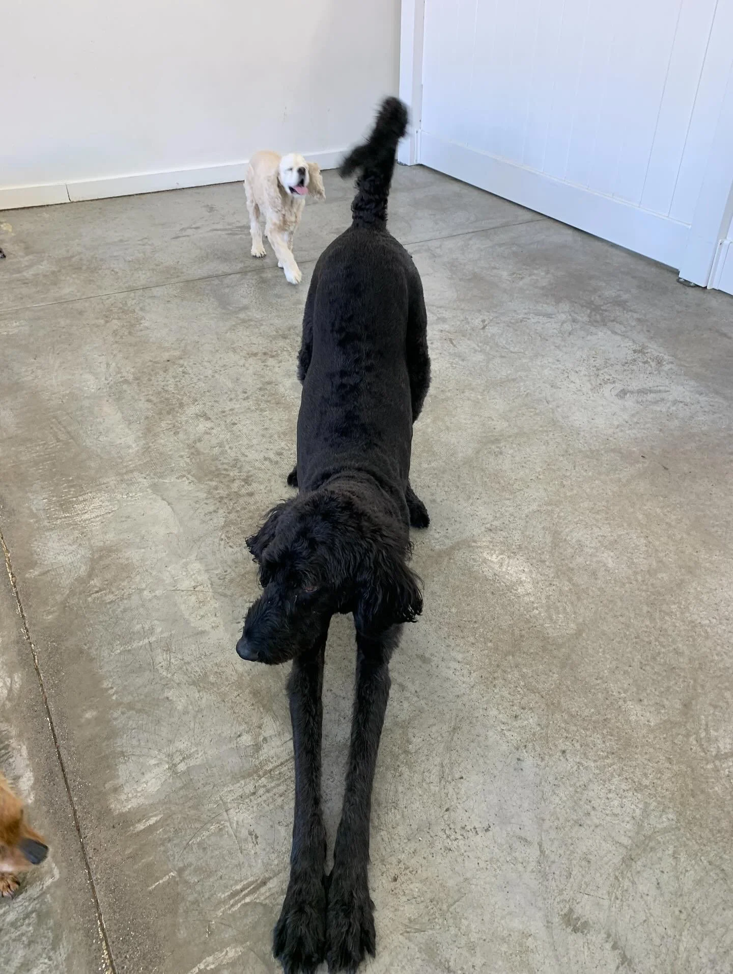 Augie&rsquo;s legs are crazy long, he&rsquo;s basically a giraffe disguised as a dog. Don&rsquo;t worry Augie, your secret&rsquo;s safe with us 🤫🤐